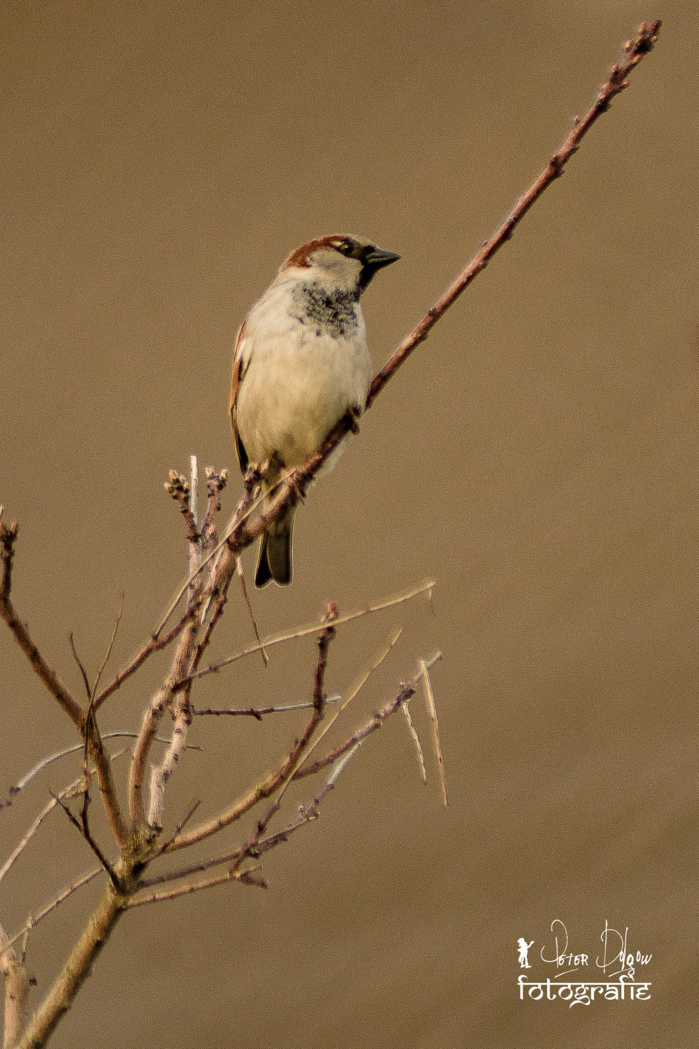 Minolta AF 80-200mm F2.8 HS-APO G sample photo. Der spatz im busch  photography