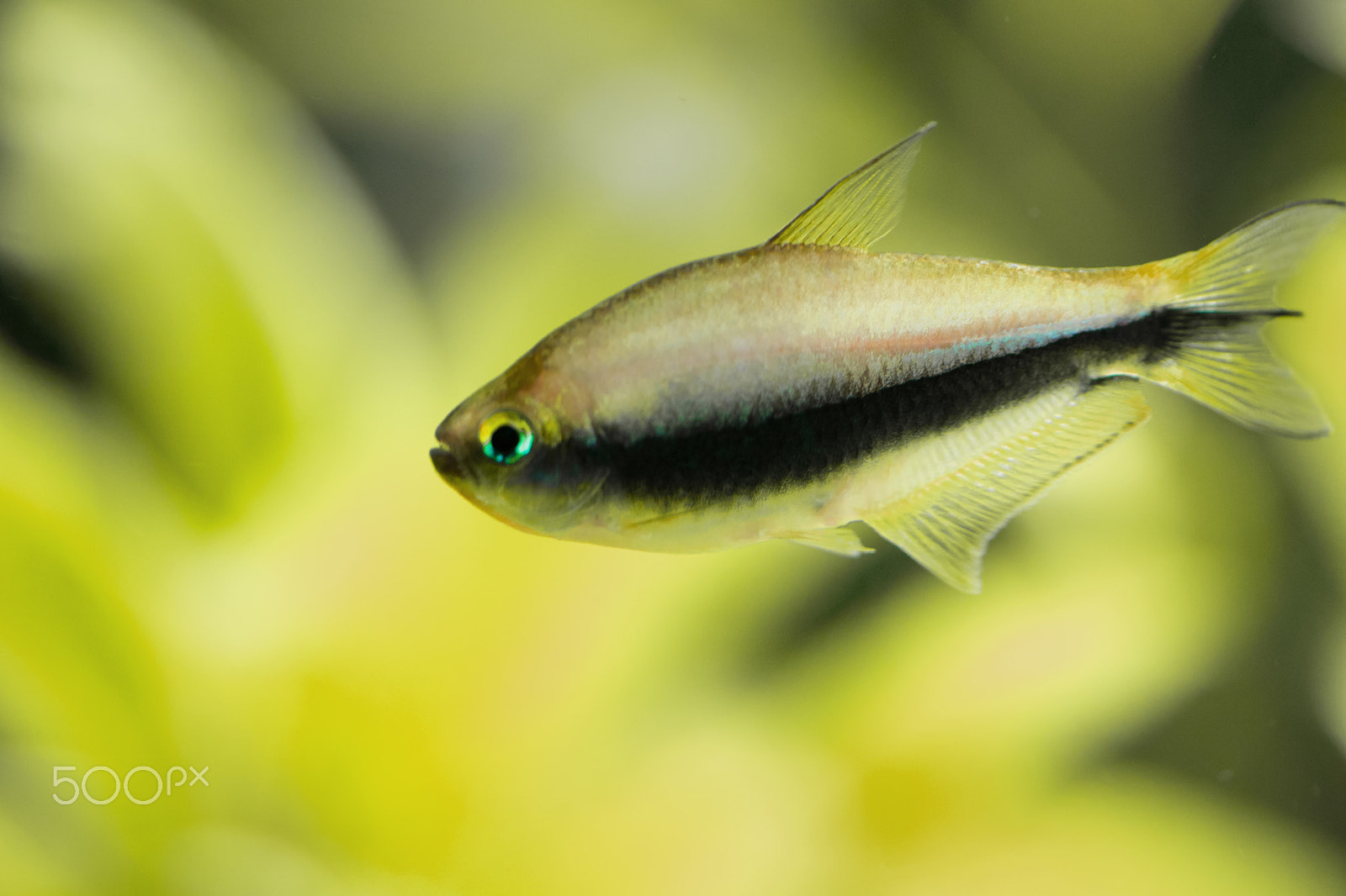 Sony FE 90mm F2.8 Macro G OSS sample photo. Fish photography