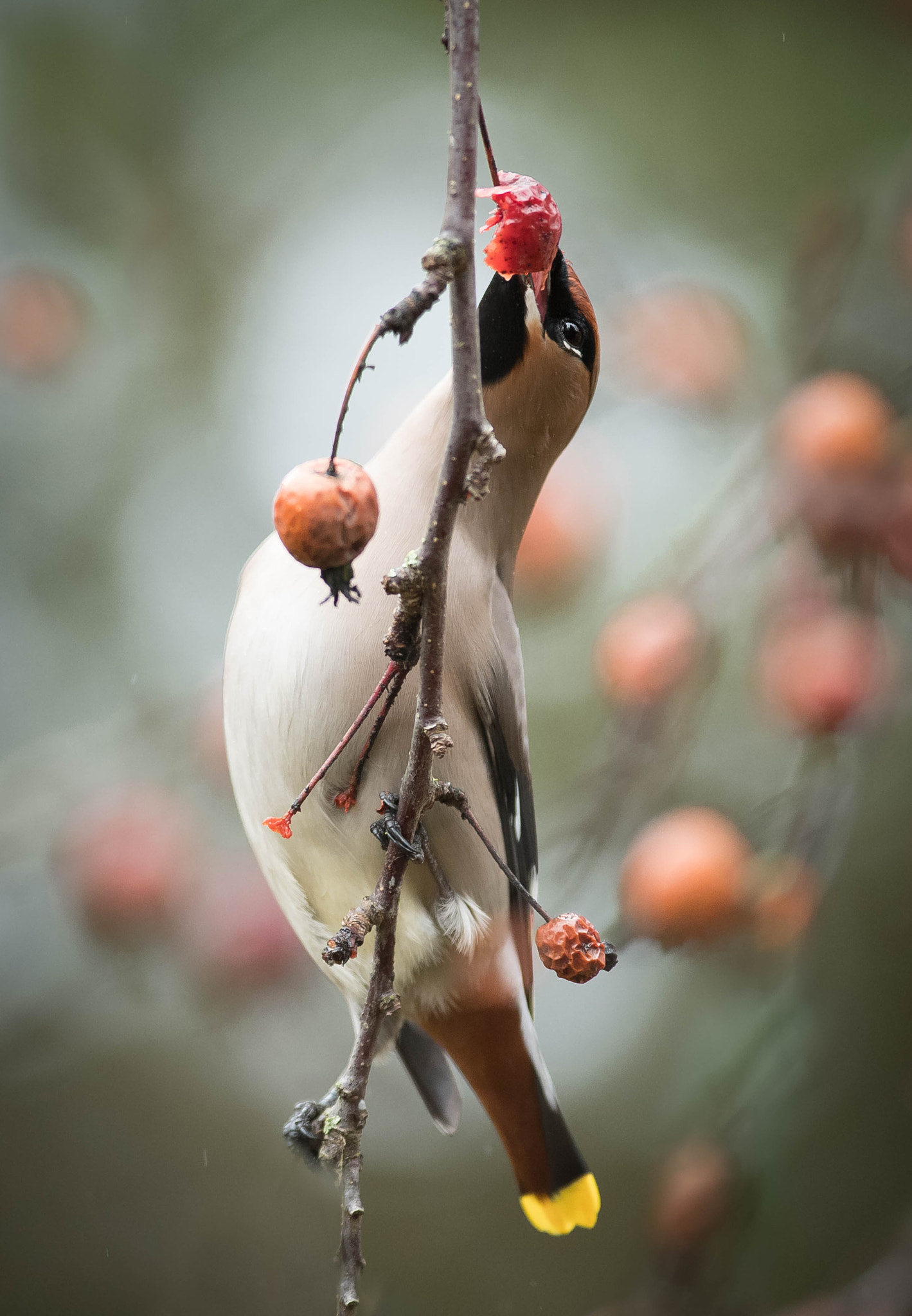 Nikon D5 + Nikon AF-S Nikkor 300mm F2.8G ED VR II sample photo. Dessert photography