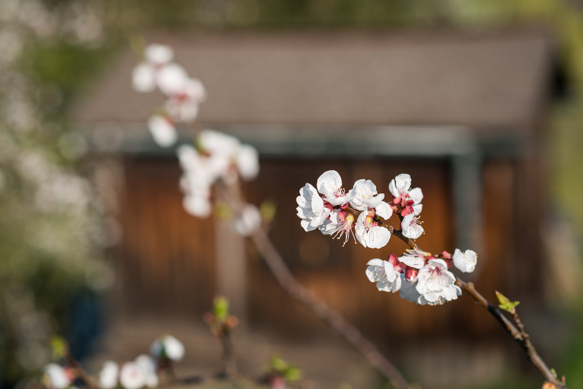 Nikon D800 sample photo. Marillenblüte in der wachau photography