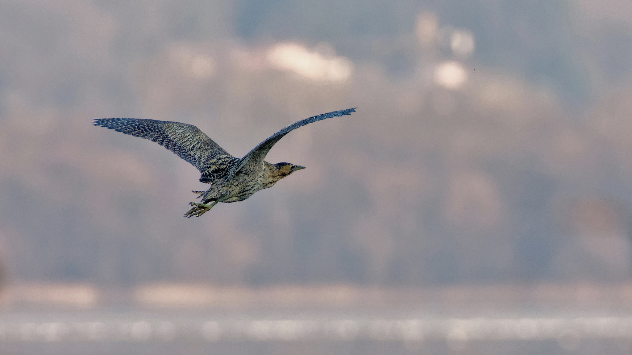 Nikon D7200 + Nikon AF-S Nikkor 300mm F2.8G ED VR II sample photo. Flying bittern - botarus stellaris photography