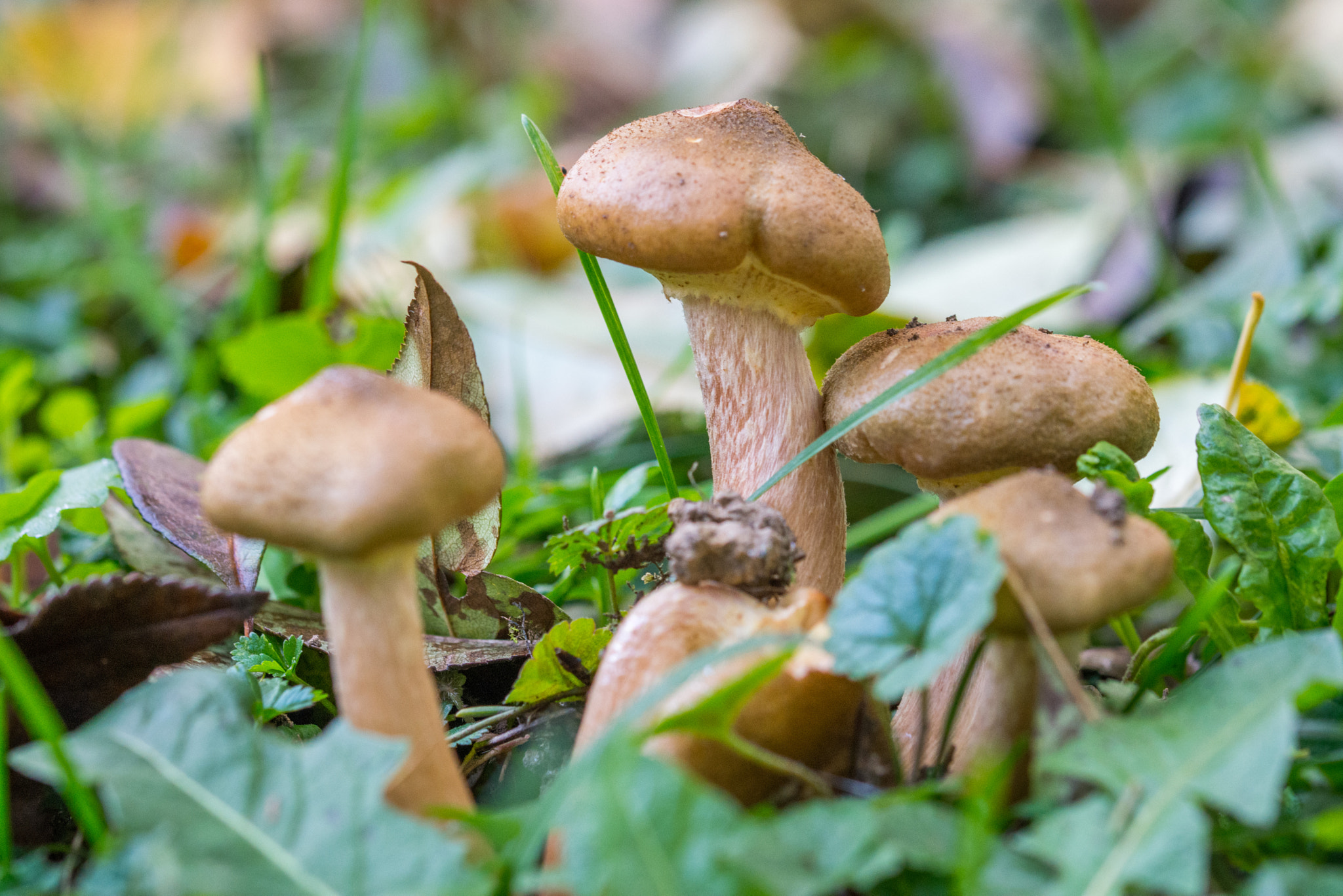 Sigma 105mm F2.8 EX DG OS HSM sample photo. Brown mashroom photography
