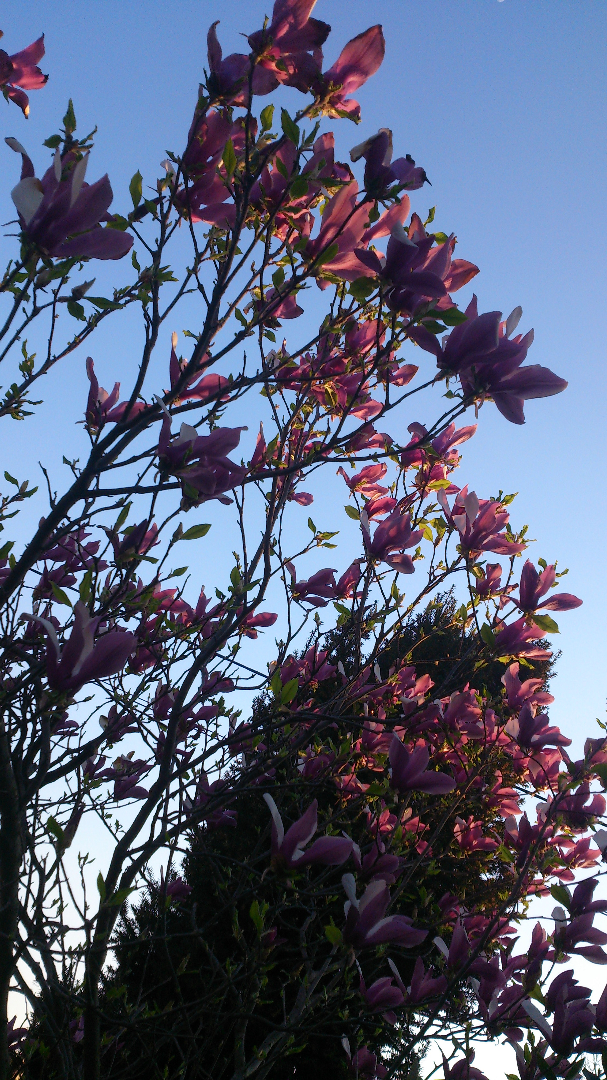 Sony Xperia T sample photo. Magnolia sunset photography