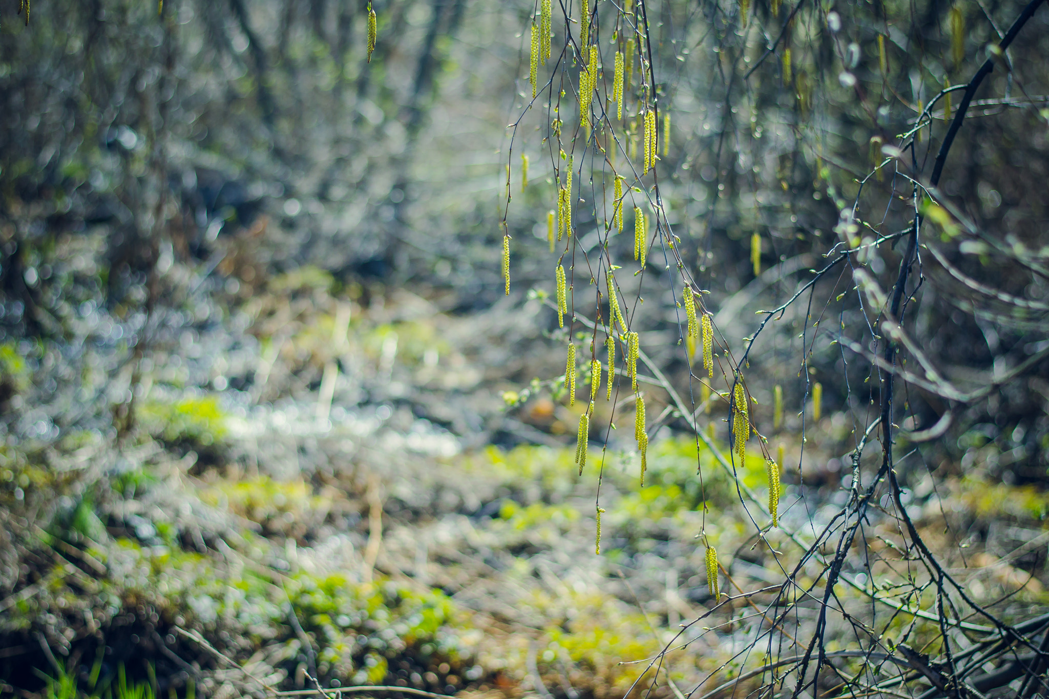 Nikon D3100 sample photo. Birch buds on a sunny day photography