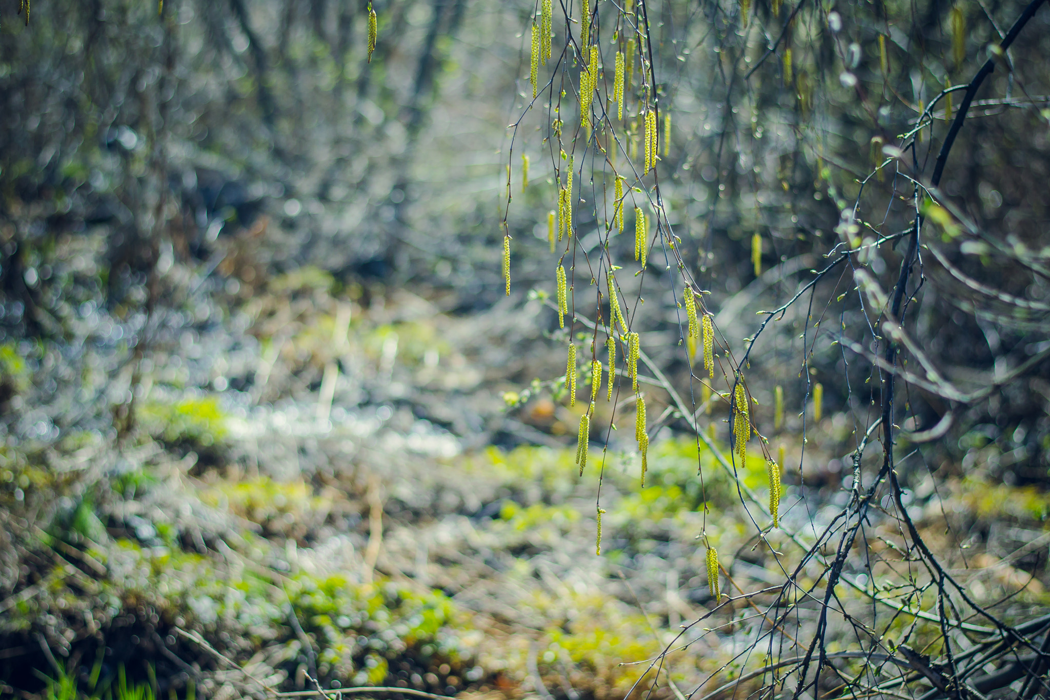 Nikon D3100 + Nikon AF-S Nikkor 50mm F1.8G sample photo. Birch buds on a sunny day photography