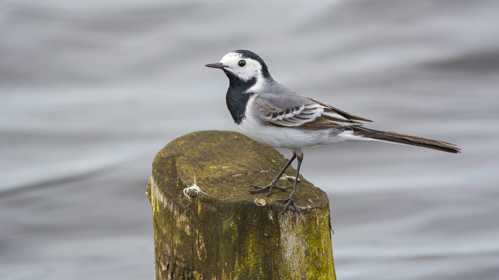 Nikon D7100 sample photo. White wagtail photography