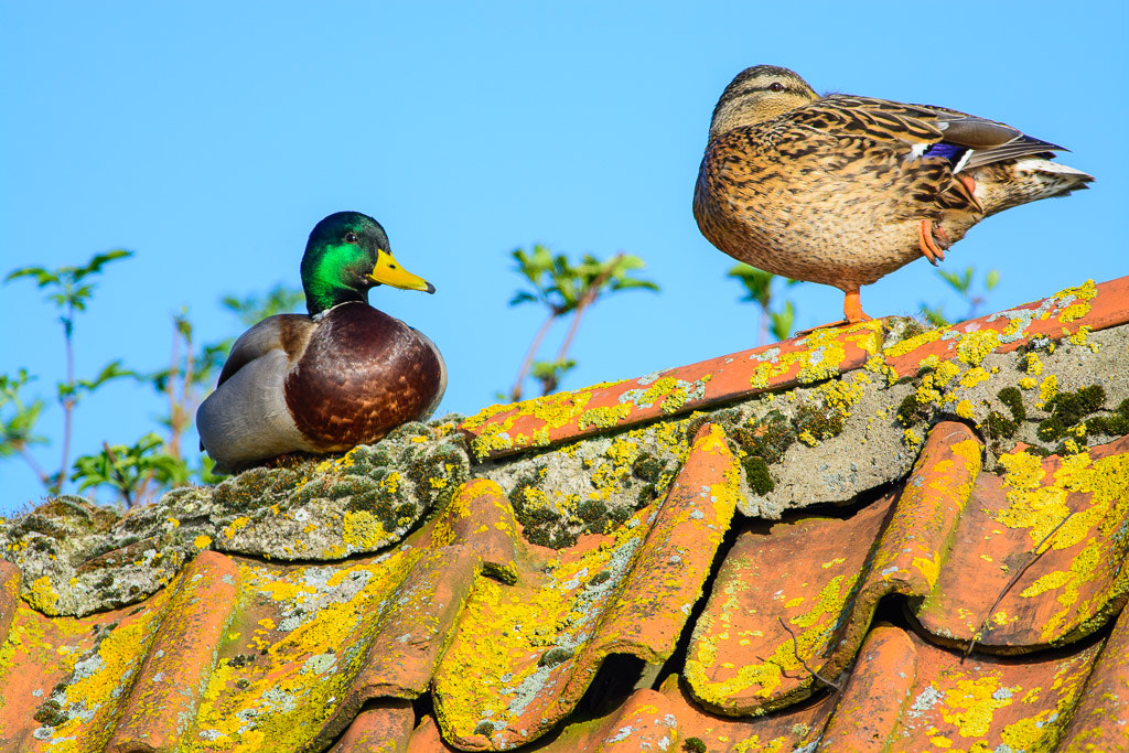 Nikon AF-S Nikkor 300mm F4D ED-IF sample photo. Mallards on an old roof photography