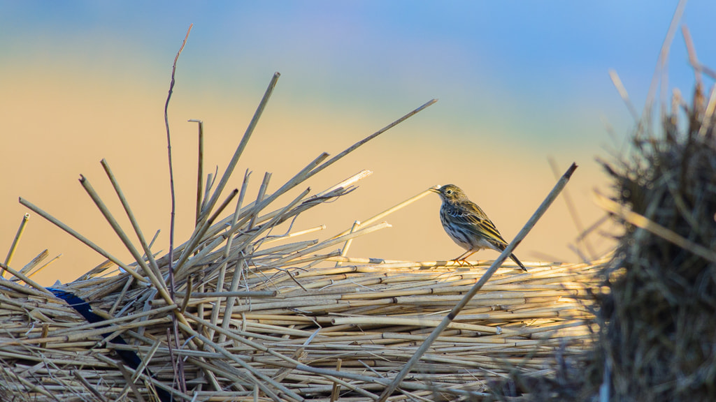 Nikon D7100 sample photo. Meadow pipit photography