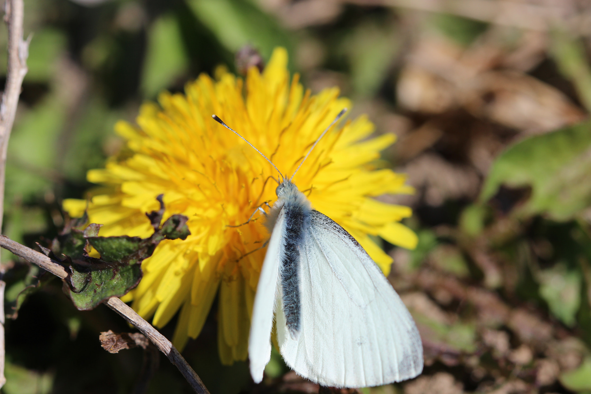 Canon EF 100mm F2.8 Macro USM sample photo. White butterfly on dandelion photography