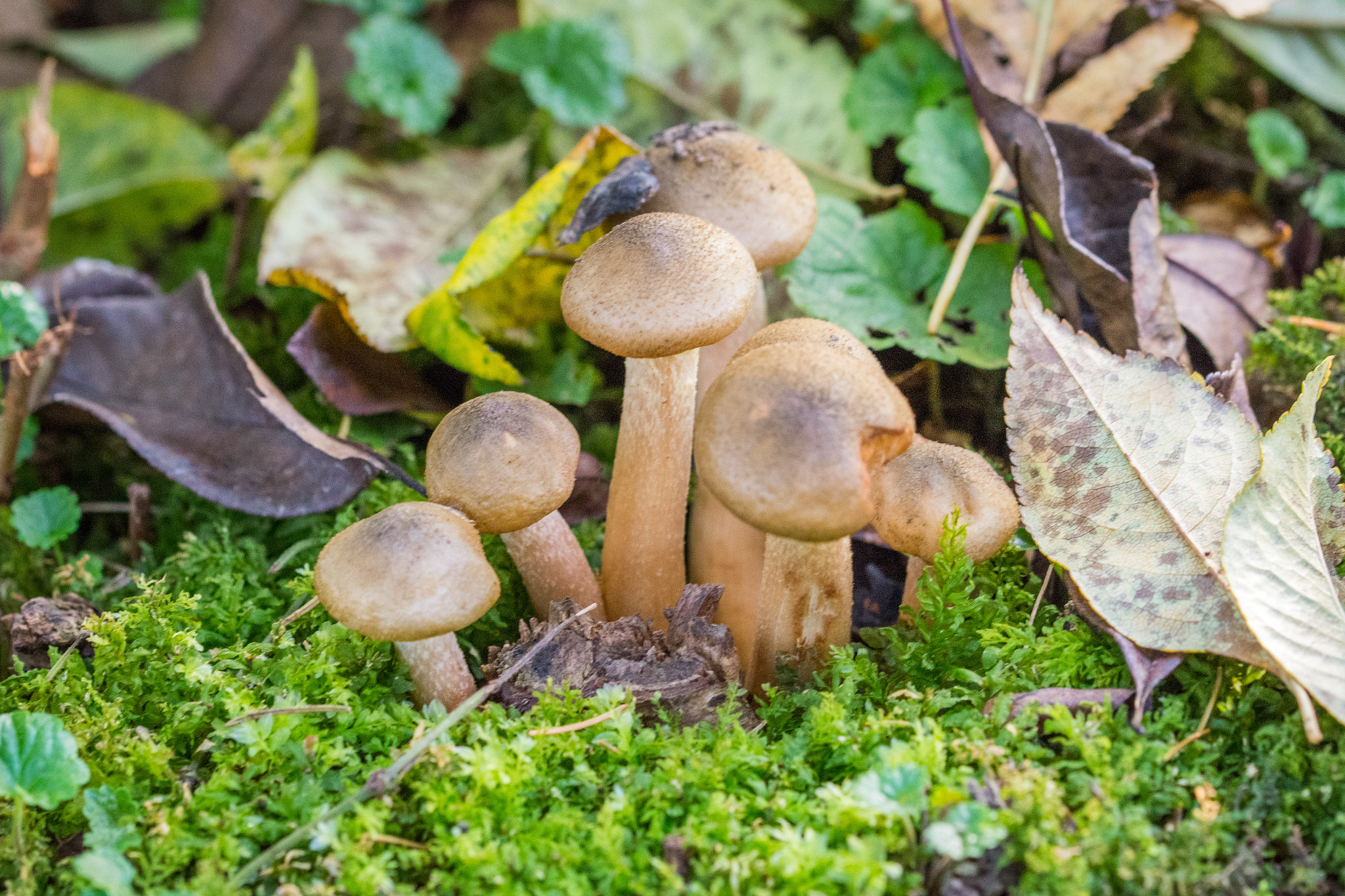Sigma 105mm F2.8 EX DG OS HSM sample photo. Brown mashroom photography