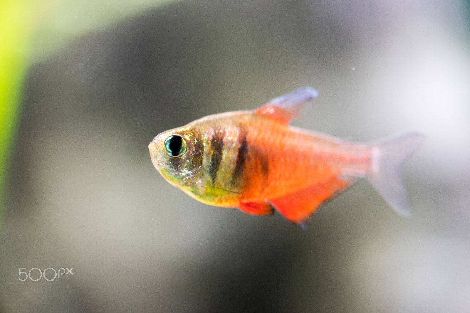 Sony a7 + Sony FE 90mm F2.8 Macro G OSS sample photo. Fish ii photography