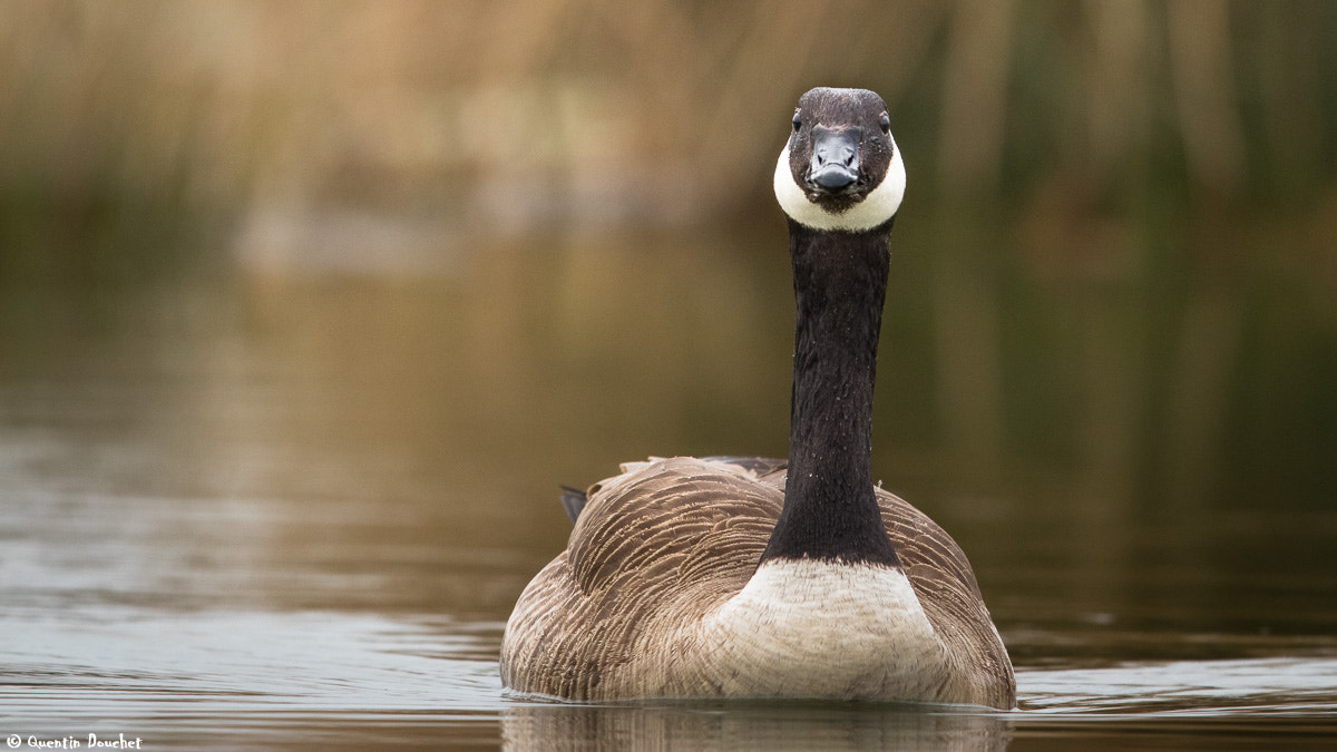 Canon EF 600mm F4L IS II USM sample photo. Bernache du canada photography