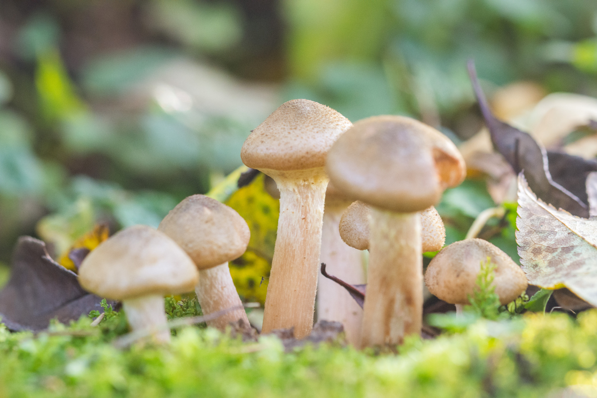 Sigma 105mm F2.8 EX DG OS HSM sample photo. Brown mashroom photography