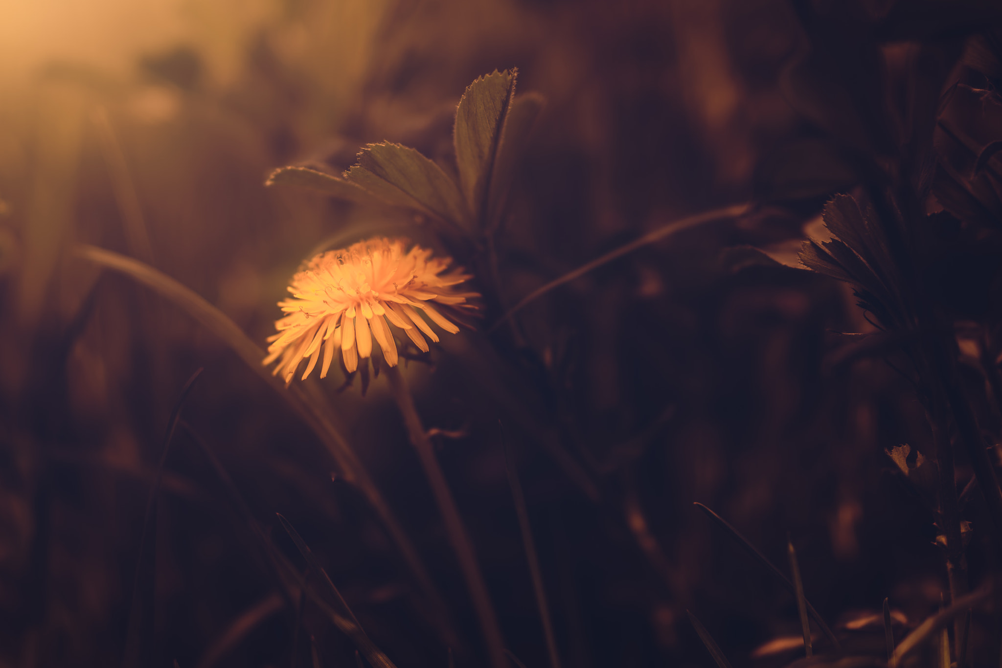 35mm F2.0 sample photo. Spring helps the dandelion ii photography