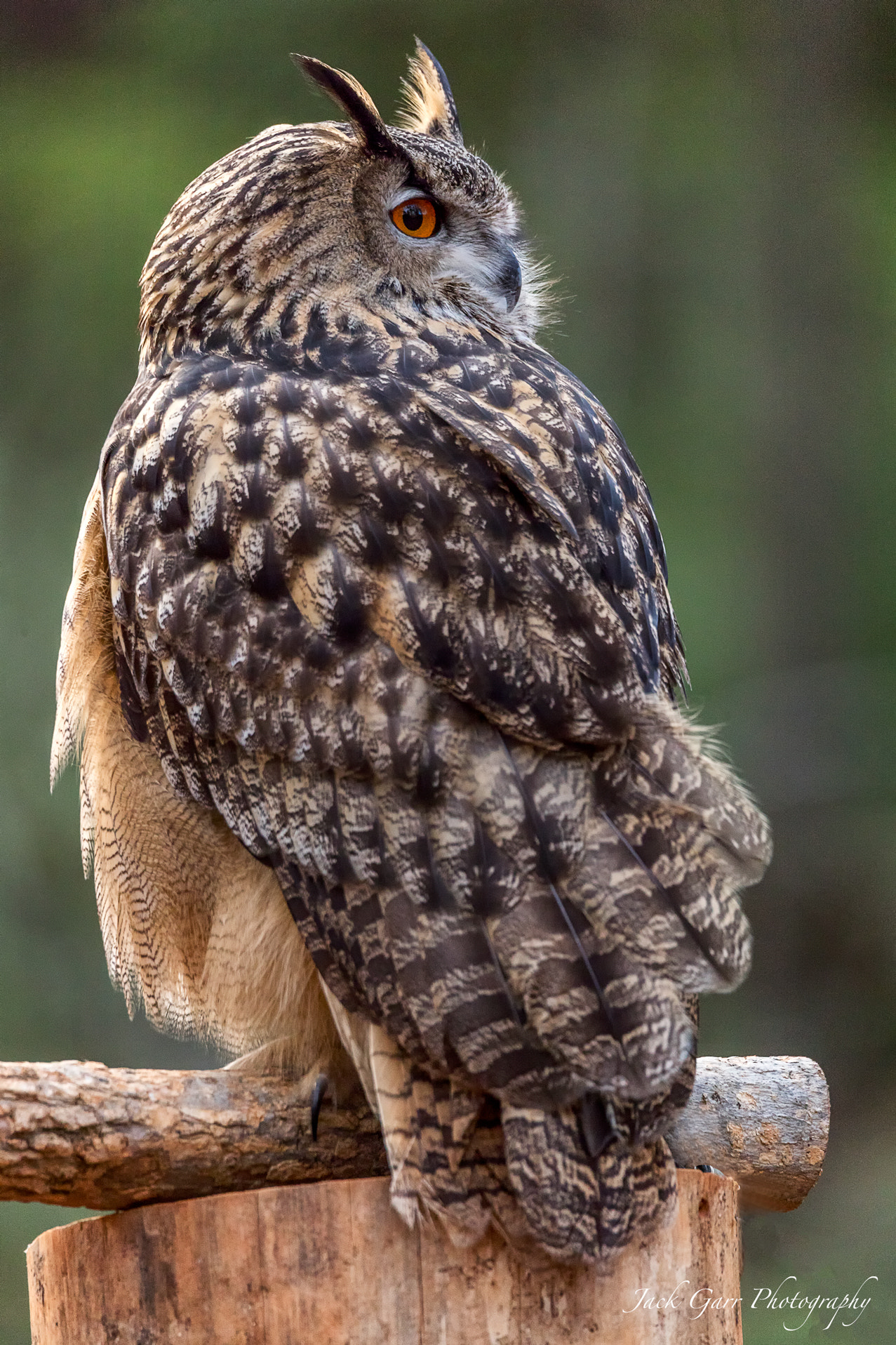 Canon EOS-1D X Mark II sample photo. Eurasian eagle owl photography