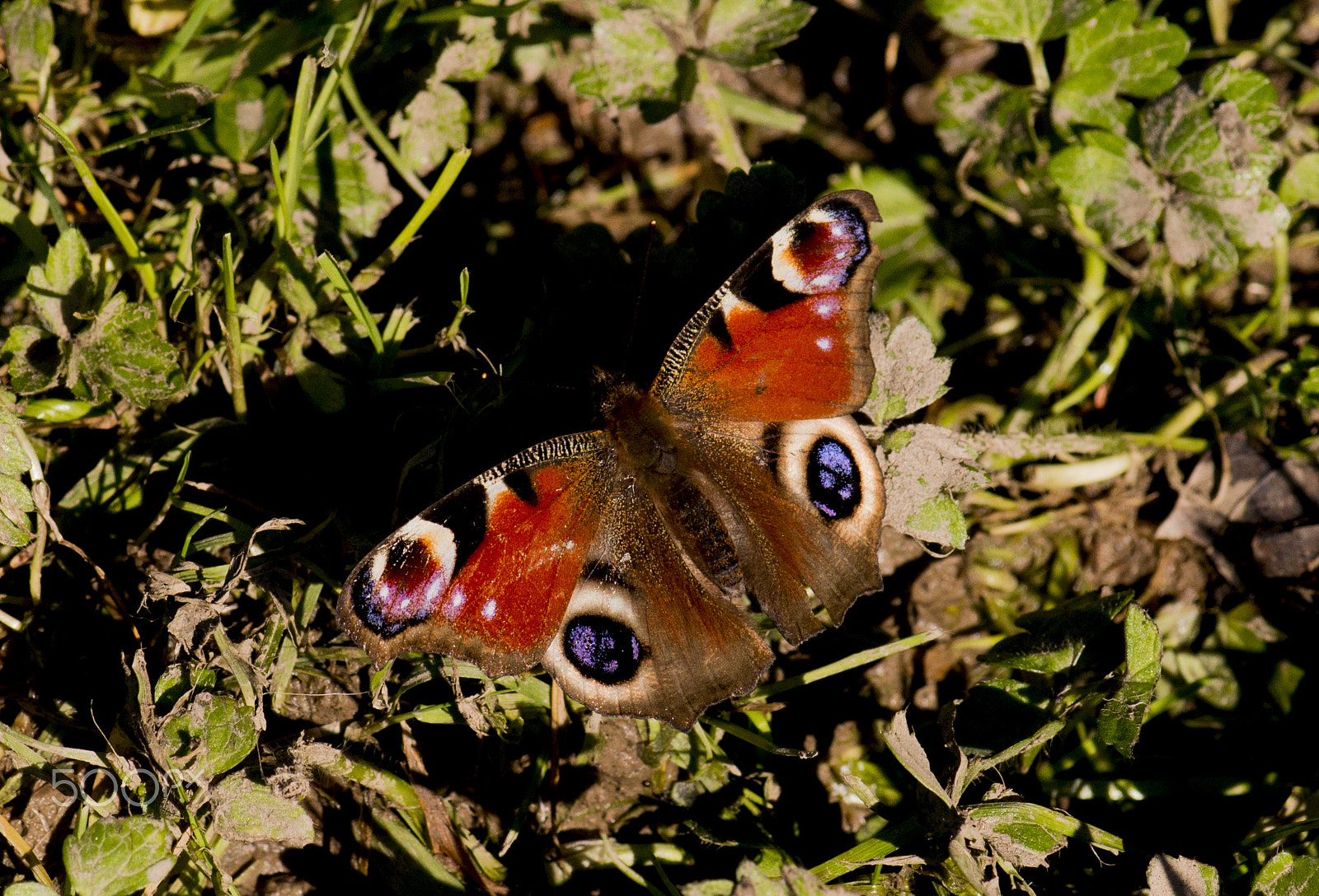 Nikon AF-S Micro-Nikkor 105mm F2.8G IF-ED VR sample photo. Dsc photography