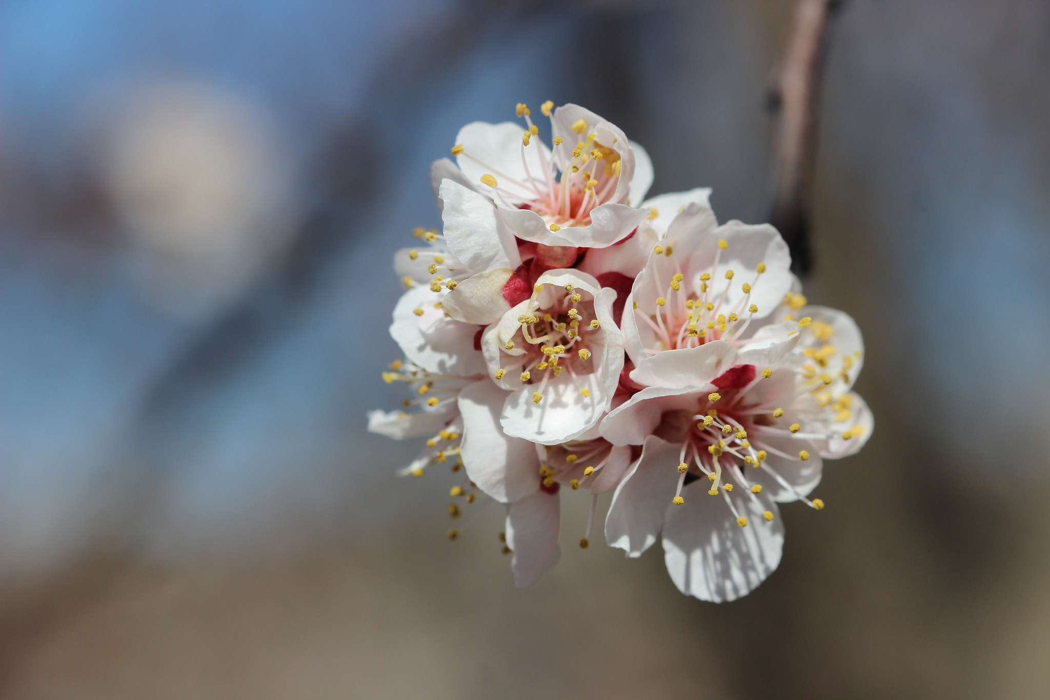 Canon EF 100mm F2.8 Macro USM sample photo. Spring blossoms from today photography