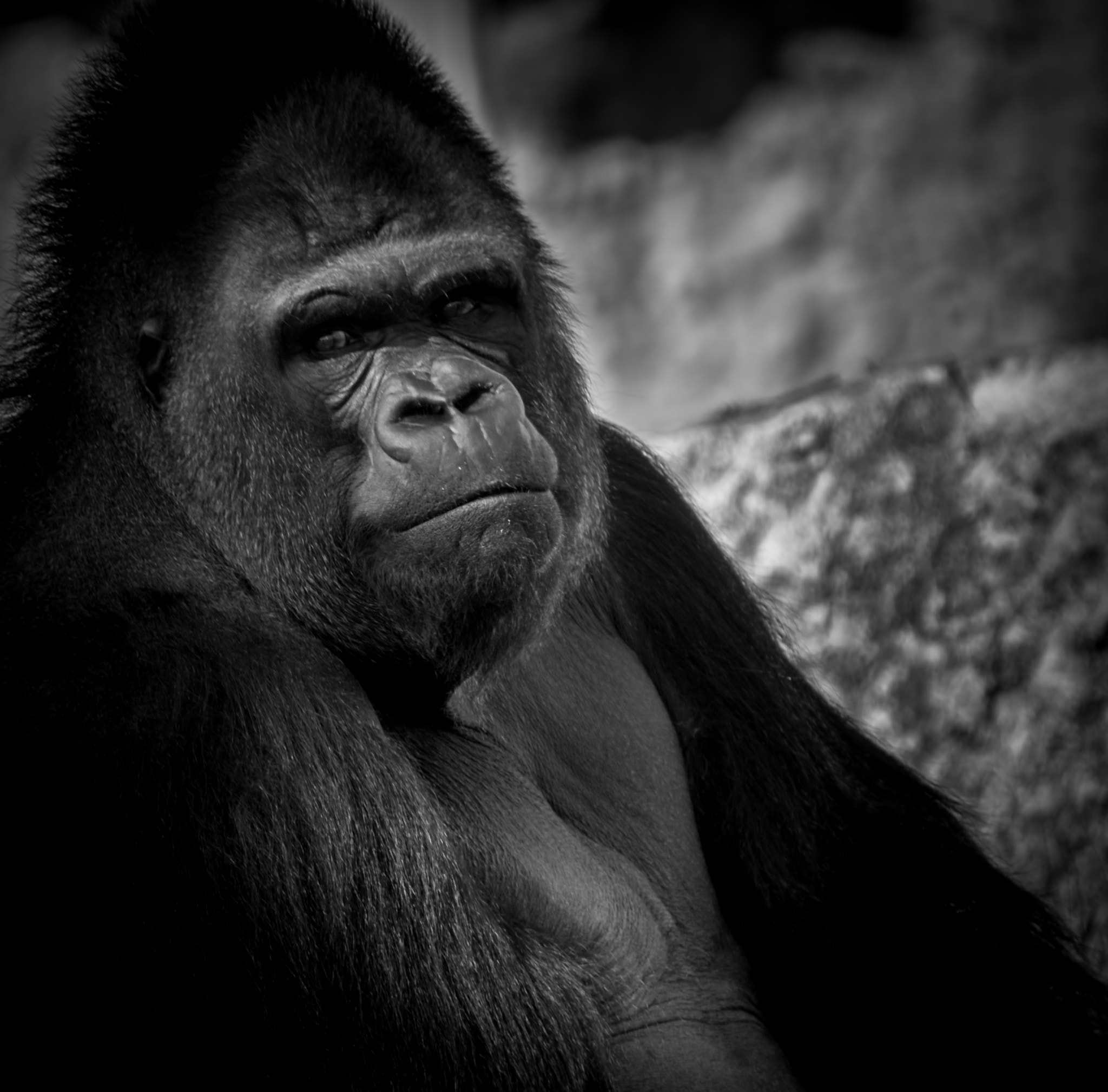 Nikon D5200 sample photo. Gorila photography