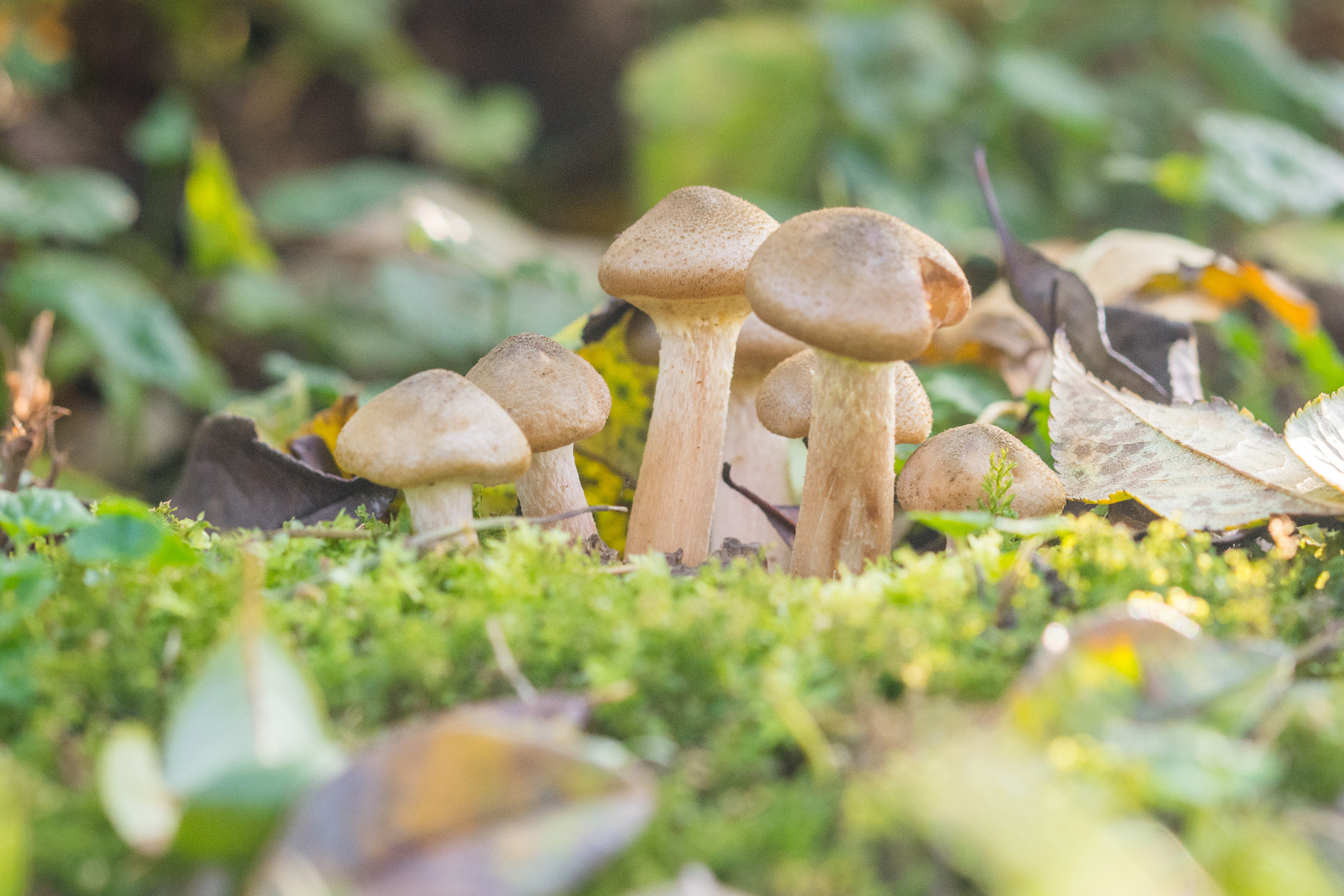 Sigma 105mm F2.8 EX DG OS HSM sample photo. Brown mashroom photography