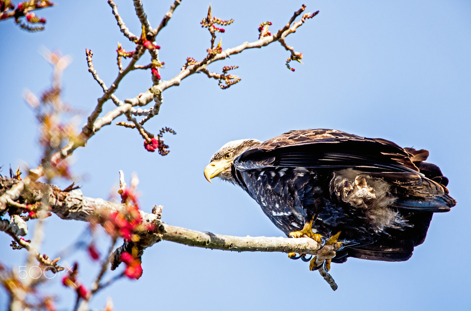 Nikon D750 + Sigma 150-600mm F5-6.3 DG OS HSM | C sample photo. Young bald eagle photography