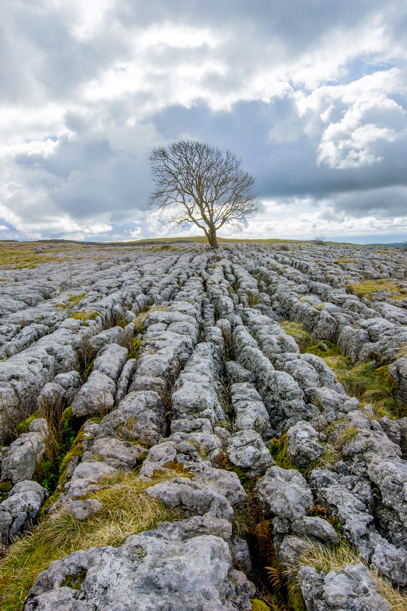 Nikon D7200 + Nikon AF-S Nikkor 14-24mm F2.8G ED sample photo. The lone tree photography