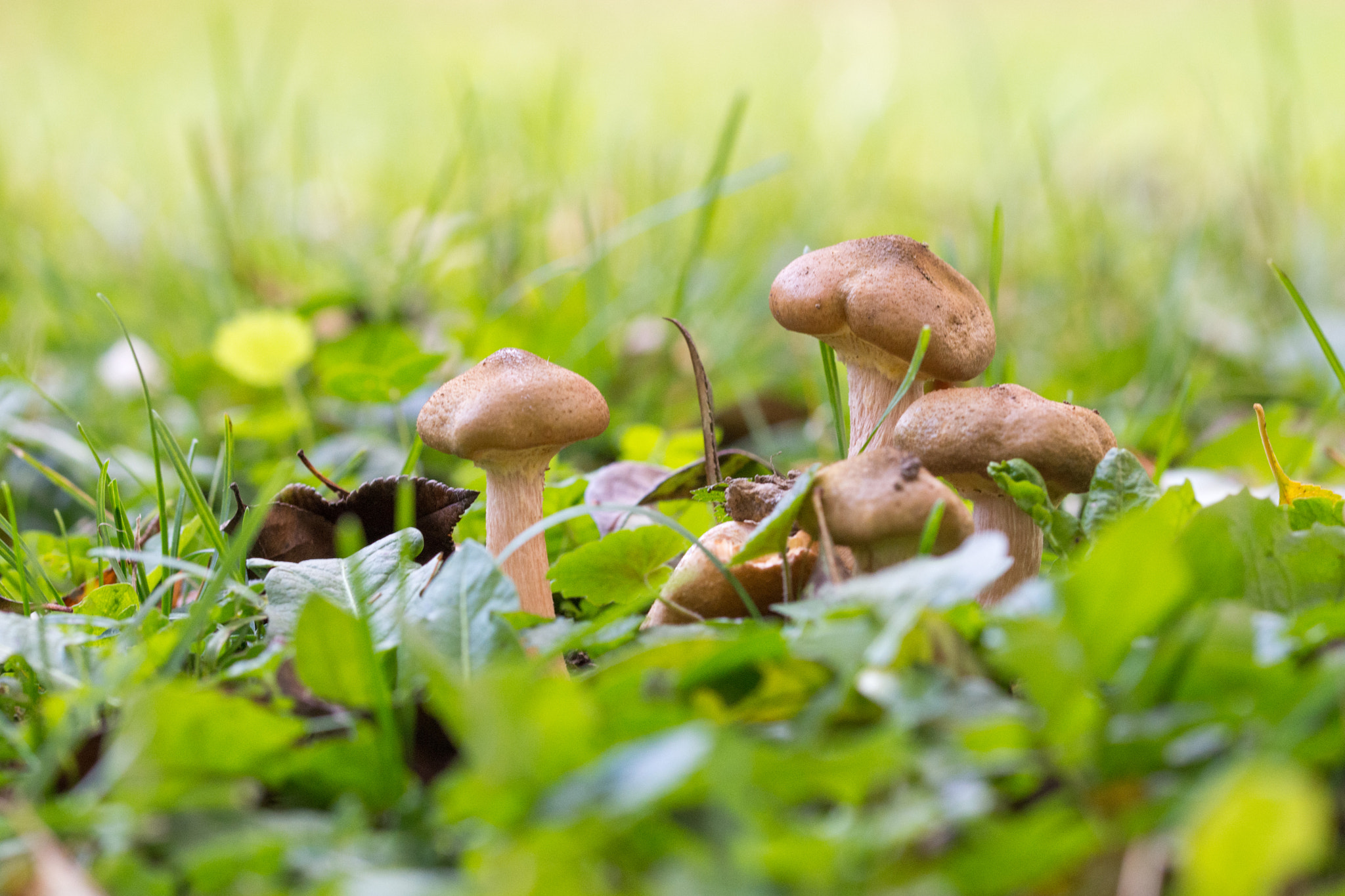 Sigma 105mm F2.8 EX DG OS HSM sample photo. Brown mashroom photography