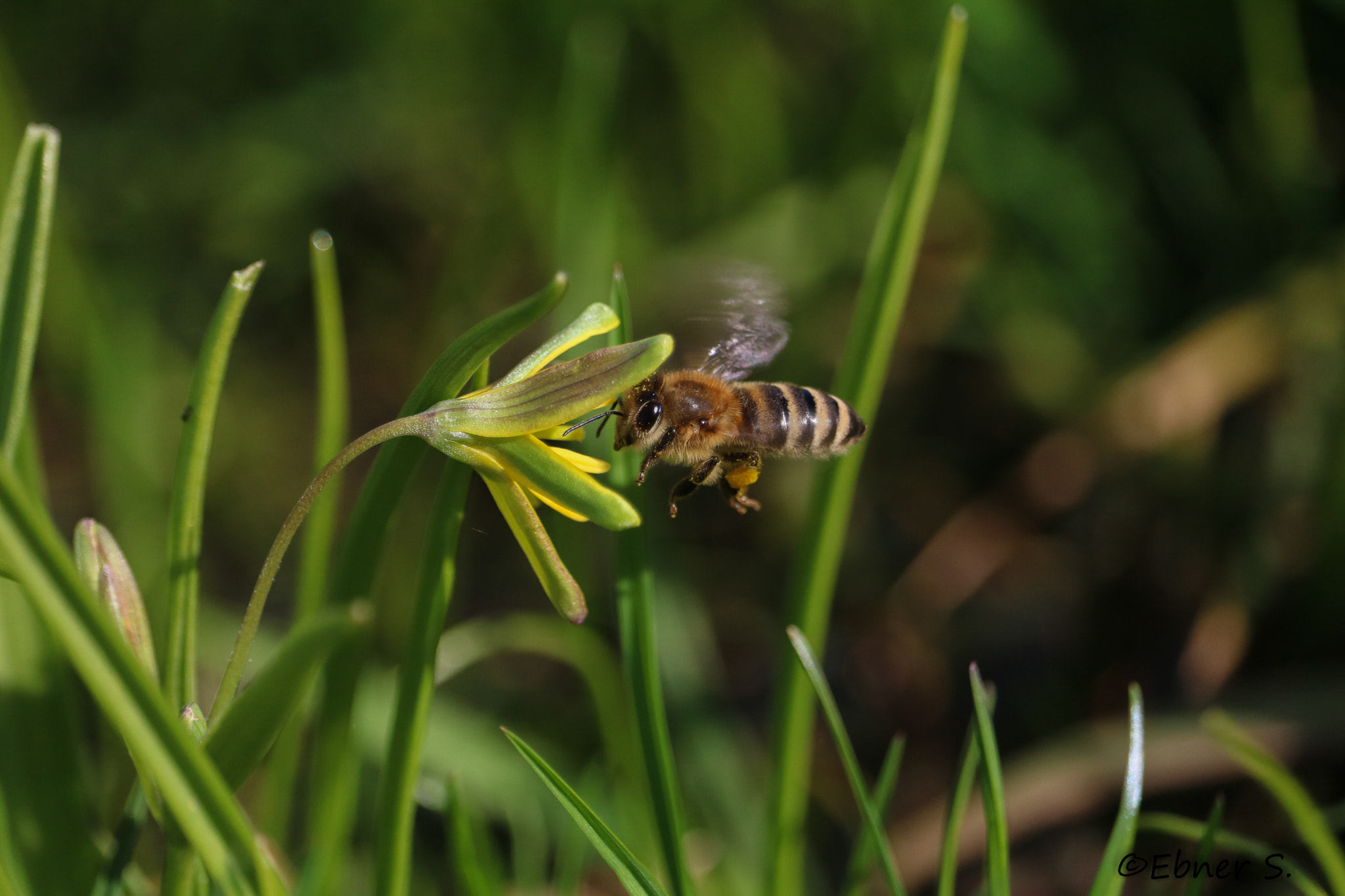 Canon EF-S 55-250mm F4-5.6 IS STM sample photo. @work(c) photography