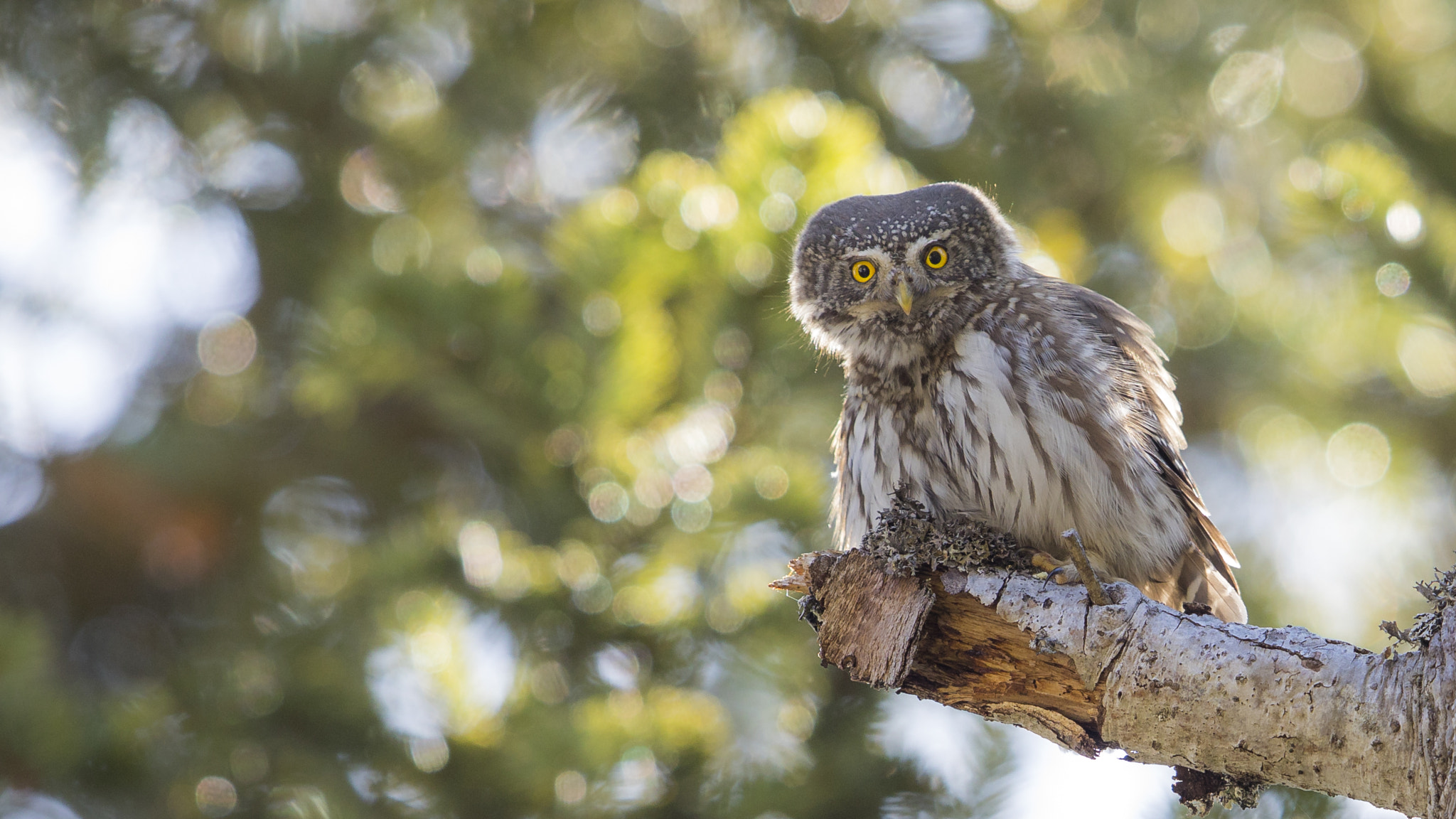 Canon EOS 5D Mark IV sample photo. Pygmy owl photography