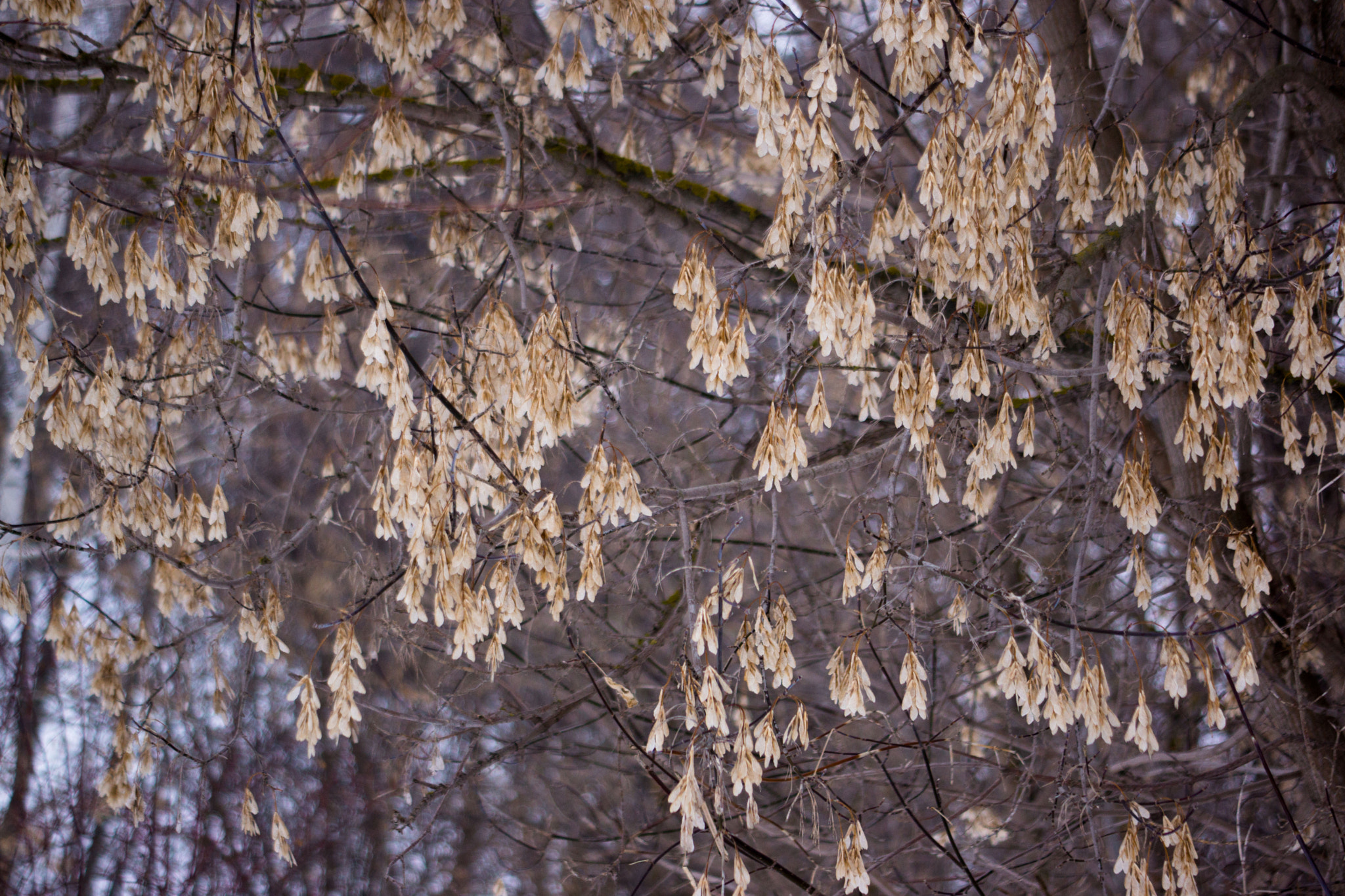 Sony SLT-A77 + Sigma 30mm F1.4 EX DC HSM sample photo. Maple photography