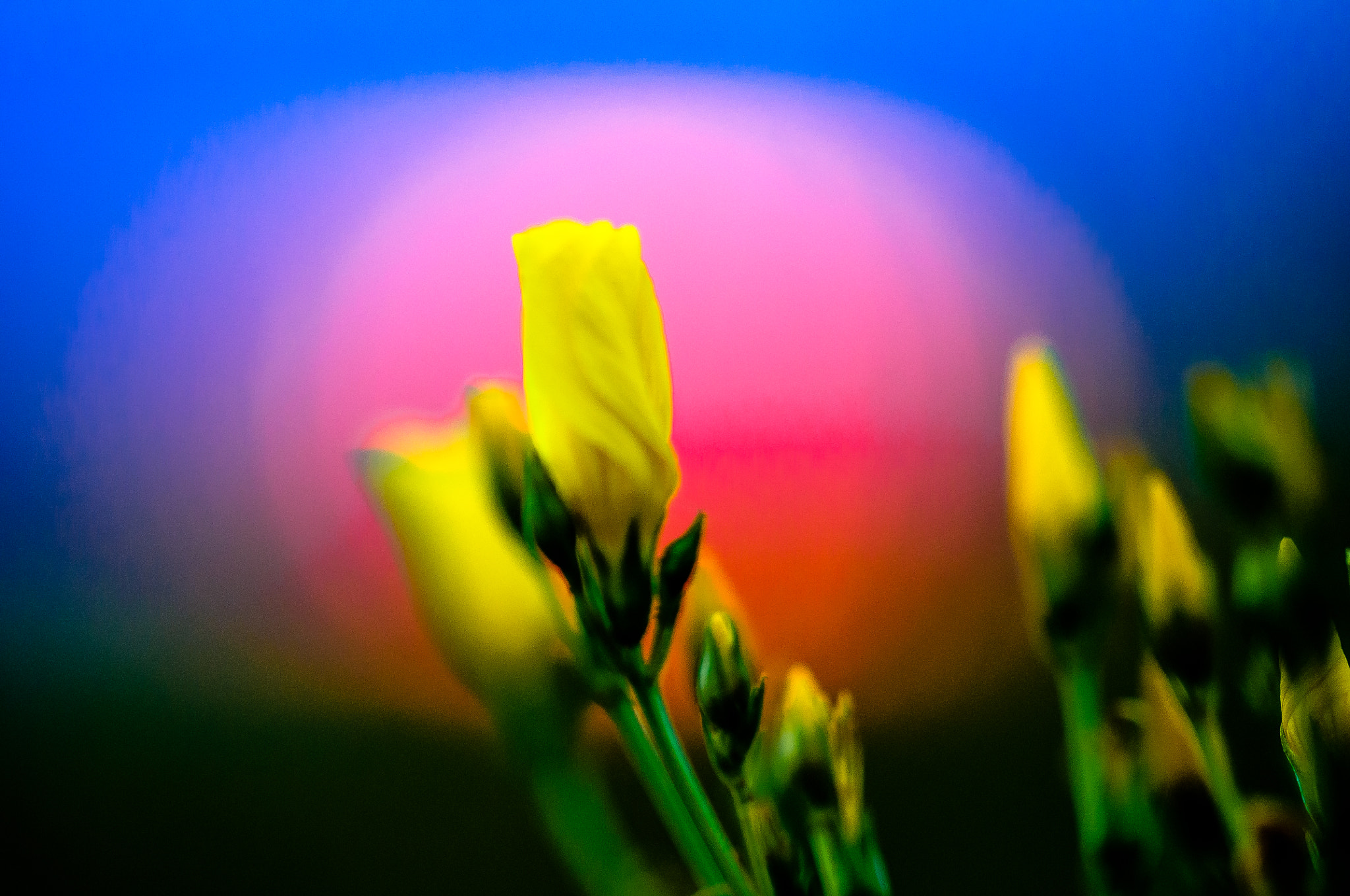 Sigma 105mm F2.8 EX DG OS HSM sample photo. Flower with sunset photography