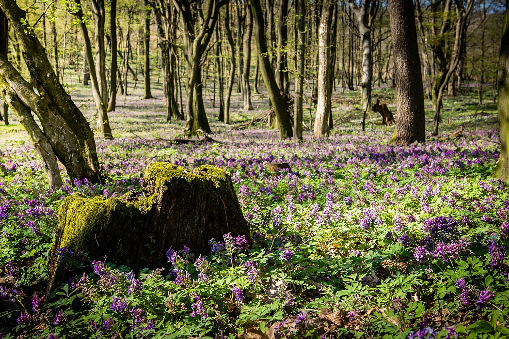 Nikon D7200 + Sigma 18-35mm F1.8 DC HSM Art sample photo. Spring comming photography