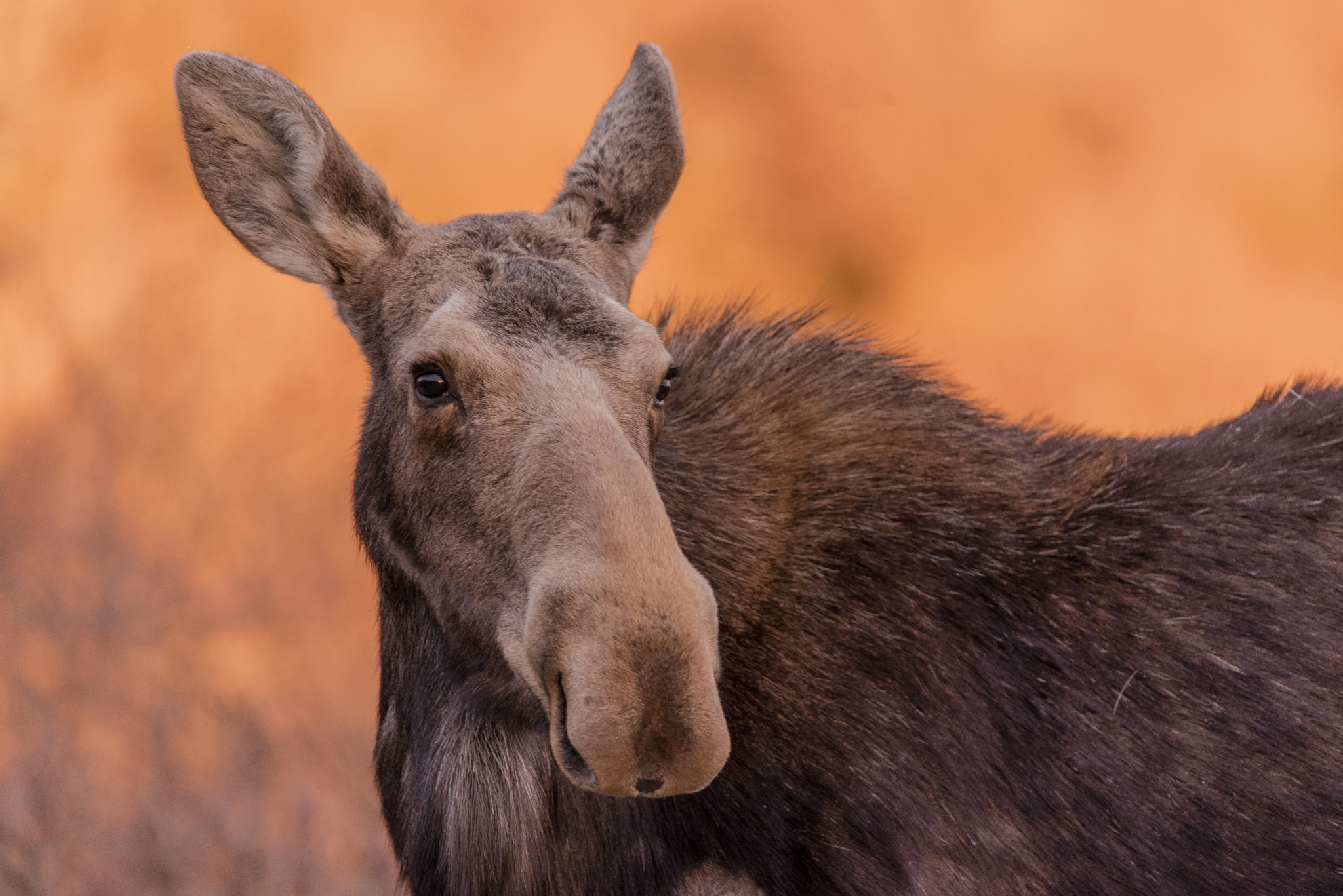 Nikon D750 sample photo. Cow moose photography