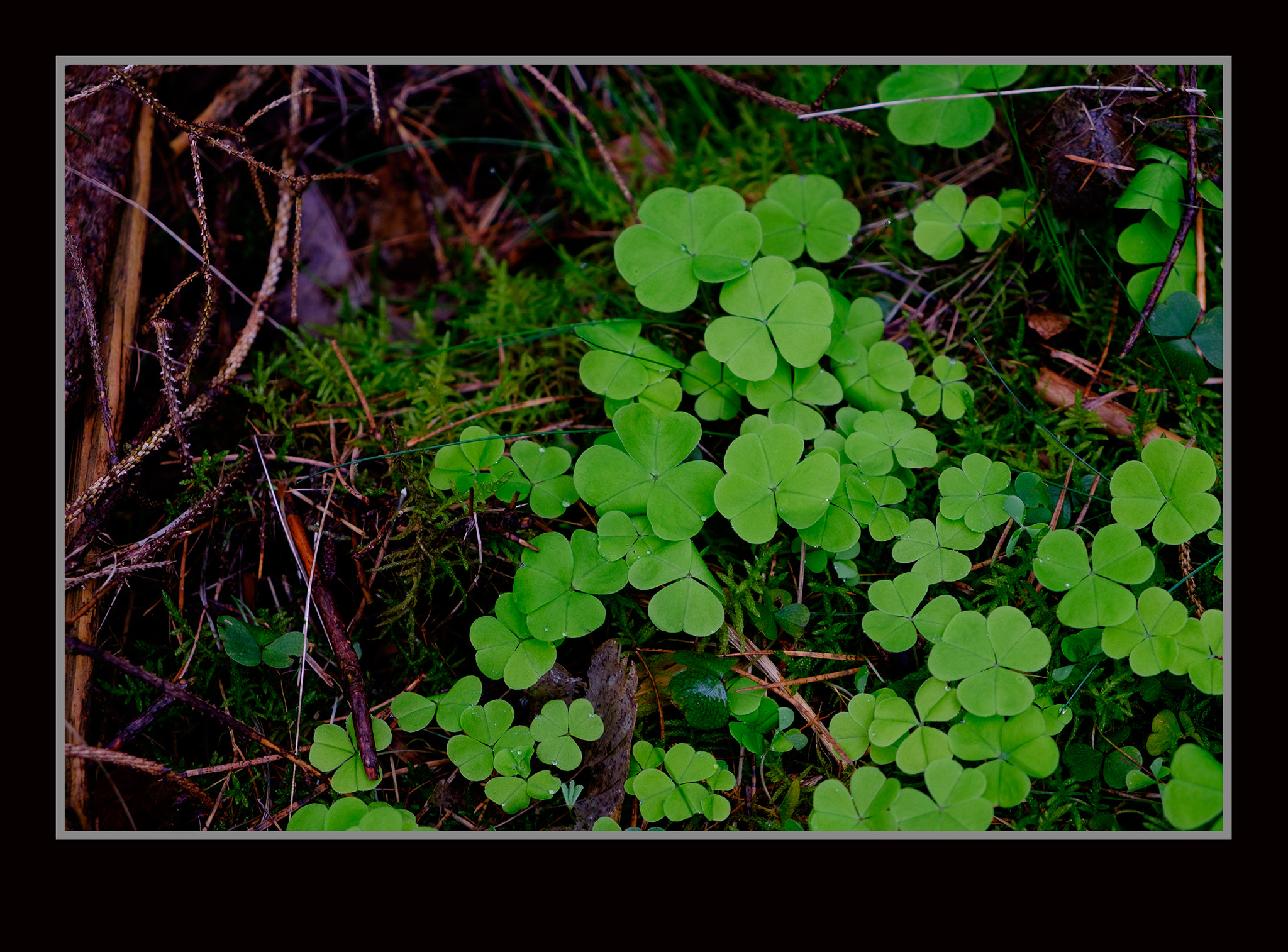 Fujifilm X-E2 + Fujifilm XF 18-55mm F2.8-4 R LM OIS sample photo. Klee photography