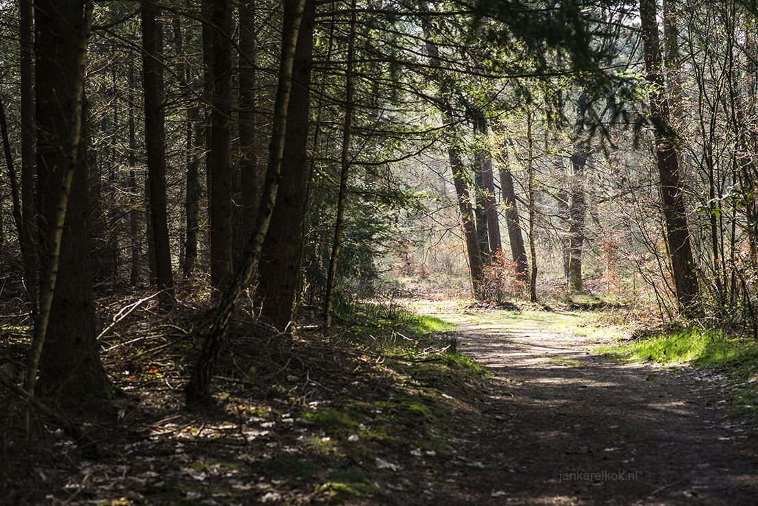 Nikon D800 + Nikon AF-S Nikkor 85mm F1.8G sample photo. In the woods photography