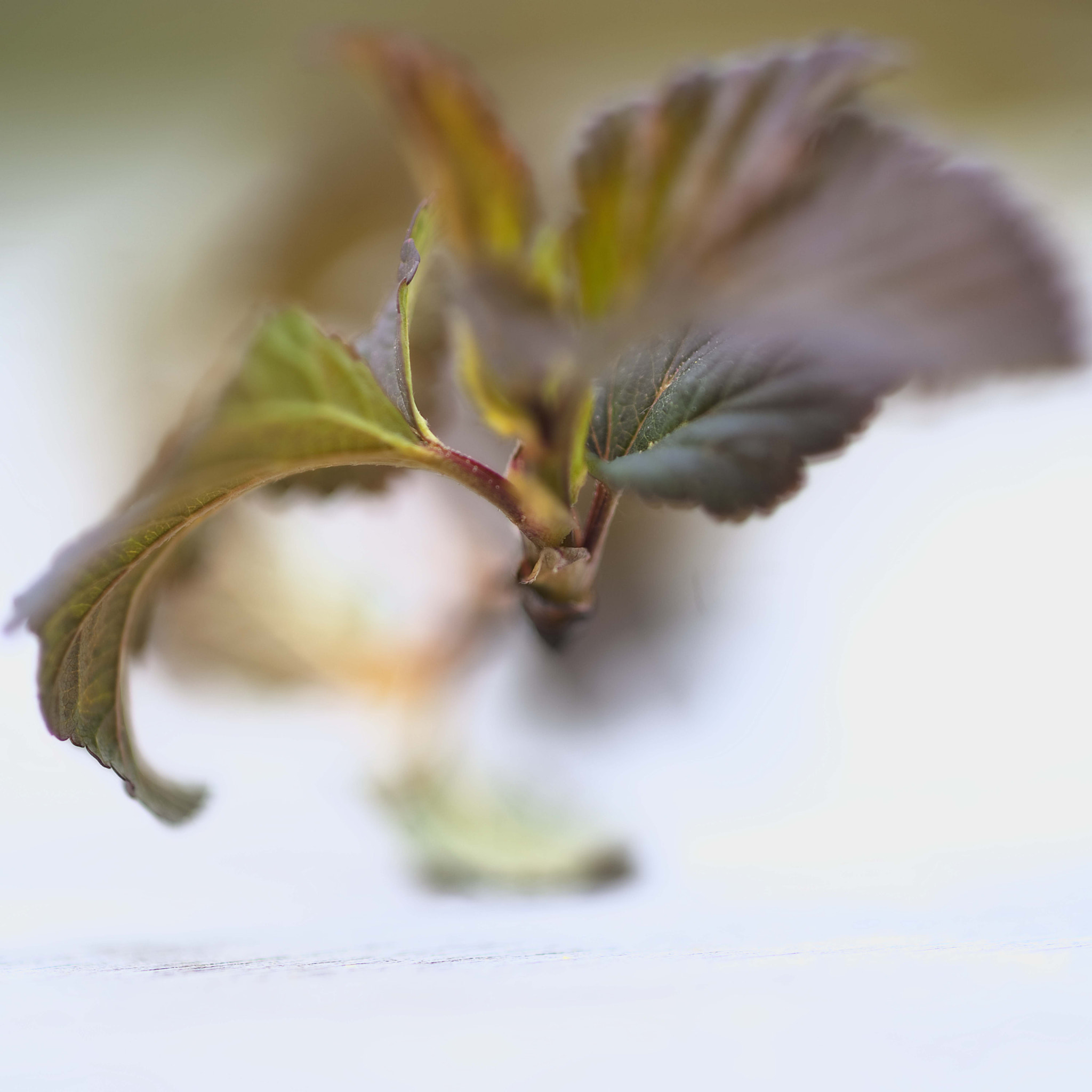 Nikon AF-S Micro-Nikkor 105mm F2.8G IF-ED VR sample photo. Springcolors photography