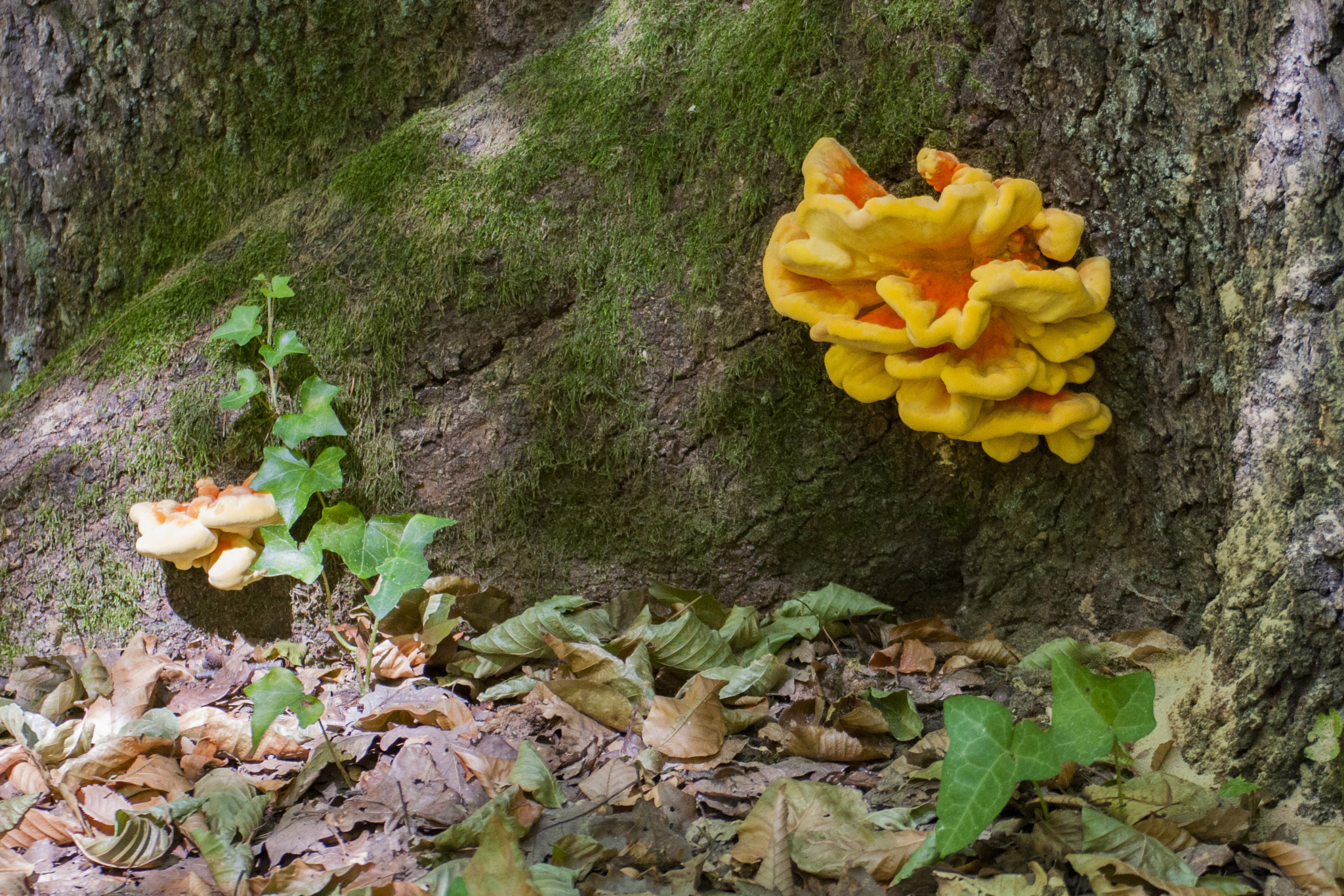 Nikon D90 sample photo. Coral mashroom photography