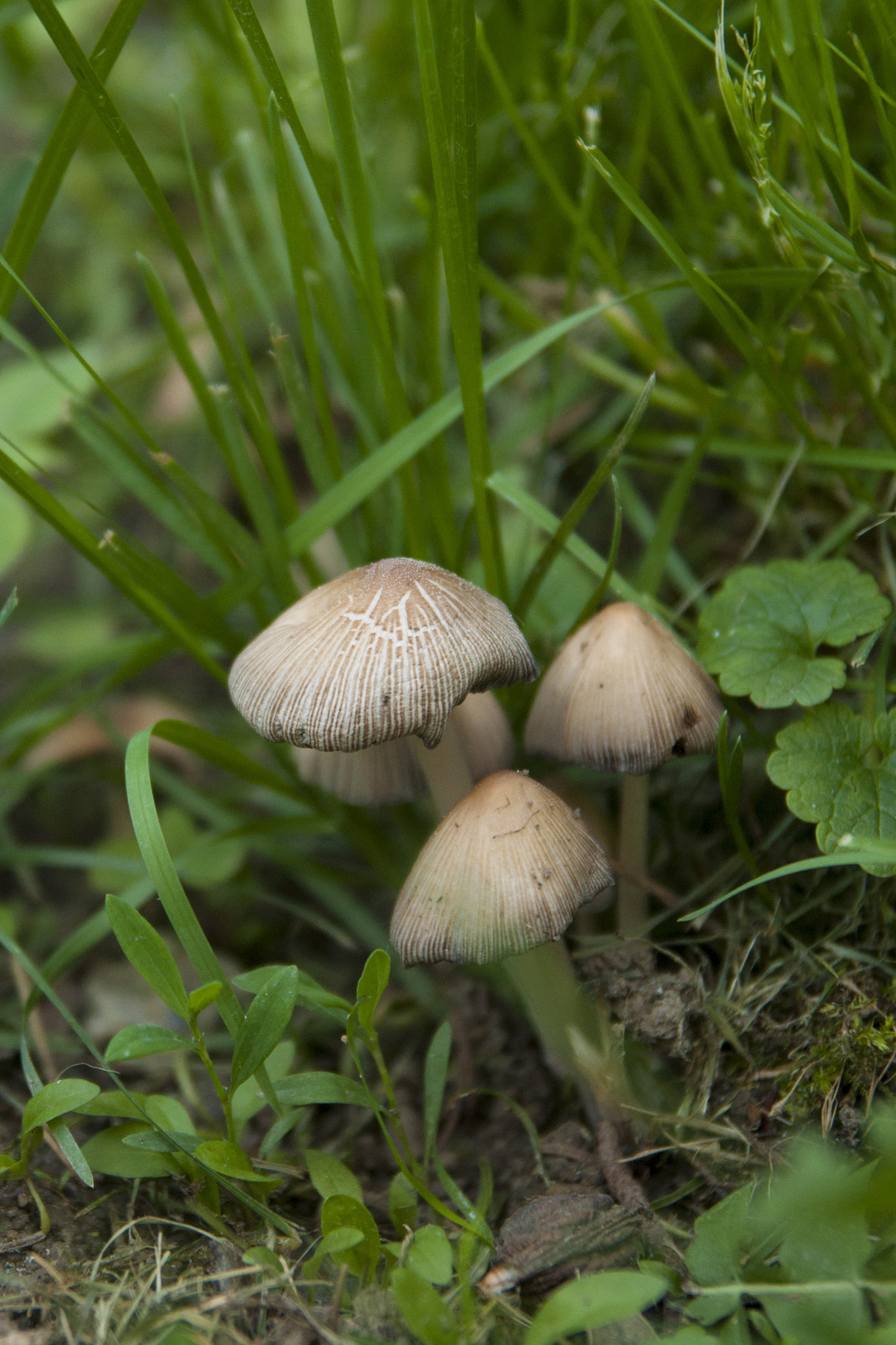 Nikon D90 sample photo. Grey mashroom photography