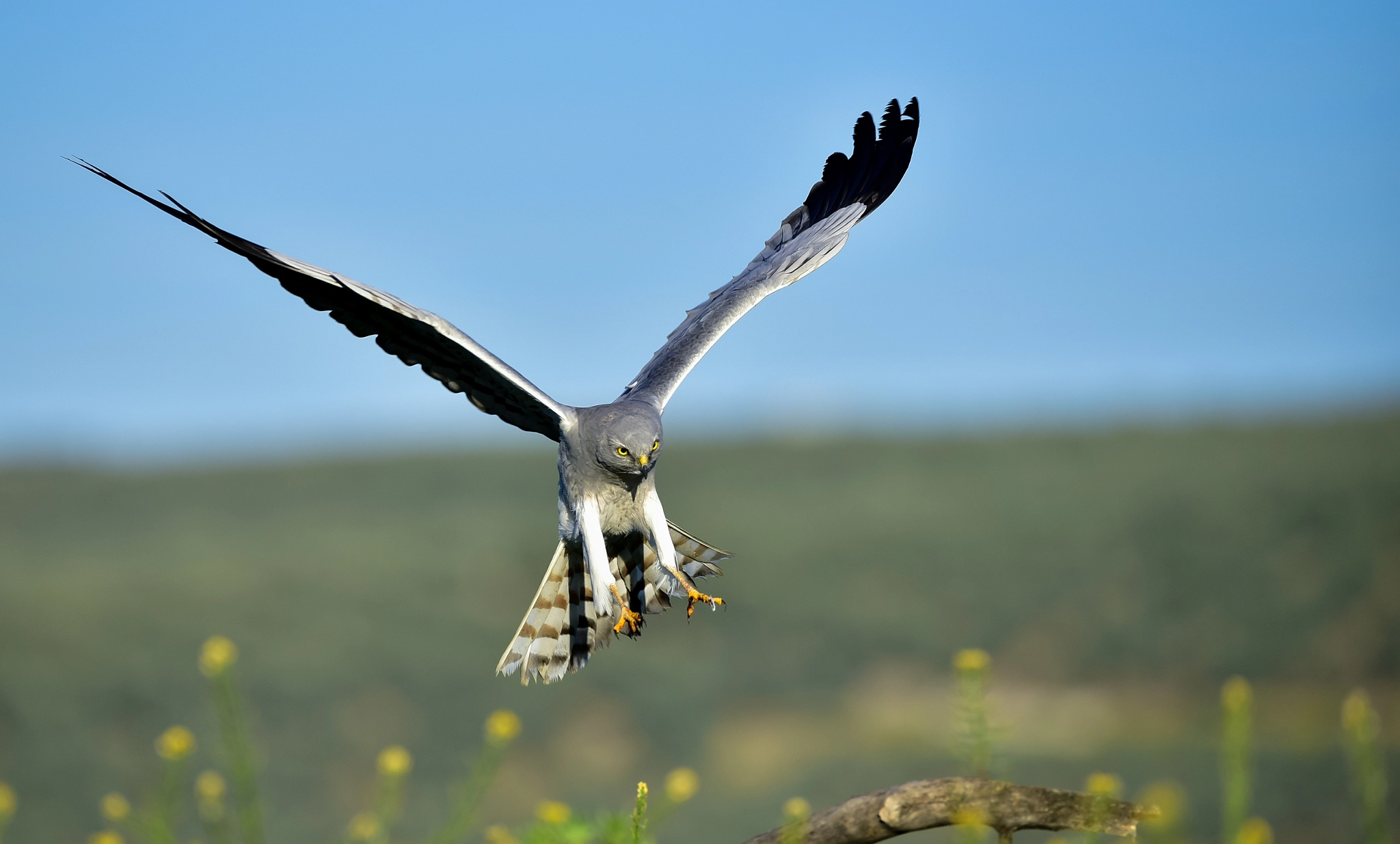 Nikon D750 + Sigma 150-600mm F5-6.3 DG OS HSM | C sample photo. Aguilucho cenizo. circus pygargus.  photography