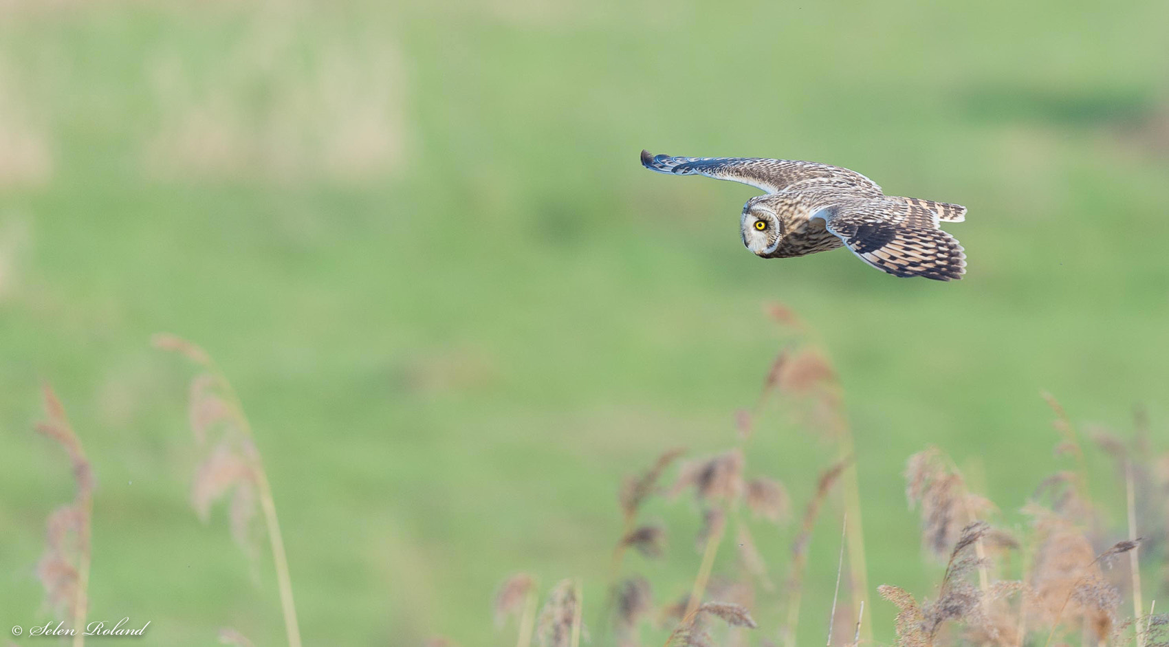 Nikon D4 sample photo. Velduil - short-eared owl photography