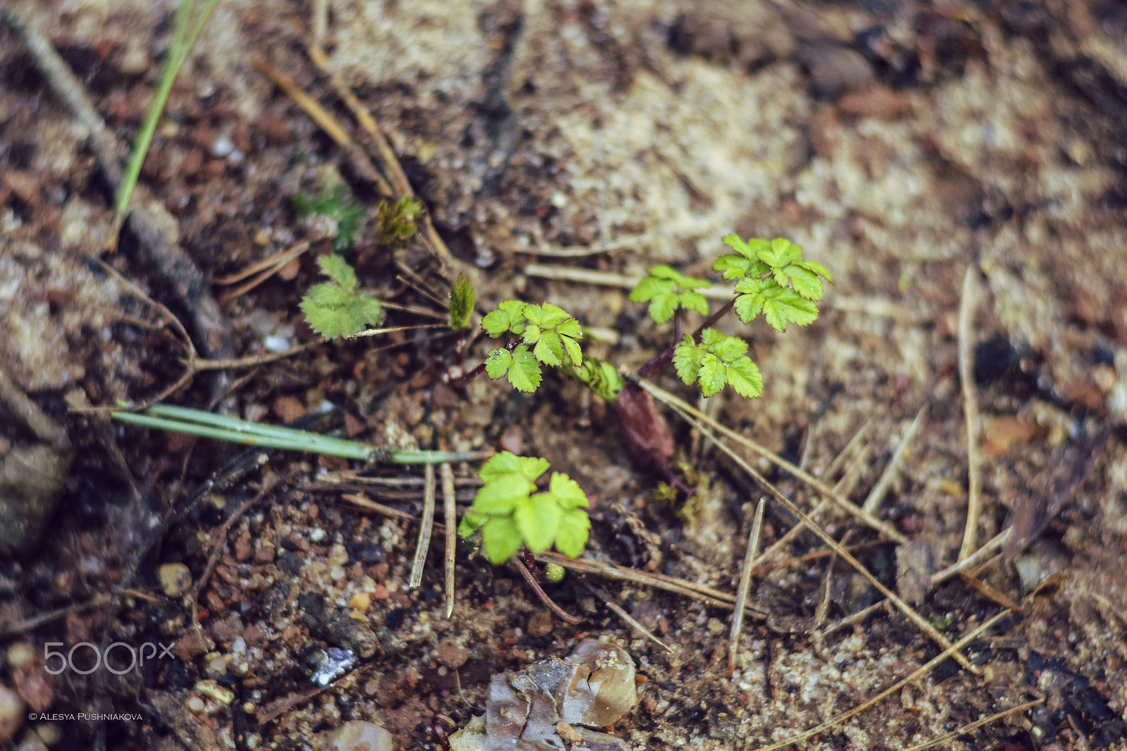 Nikon D90 sample photo. Spring has come... photography