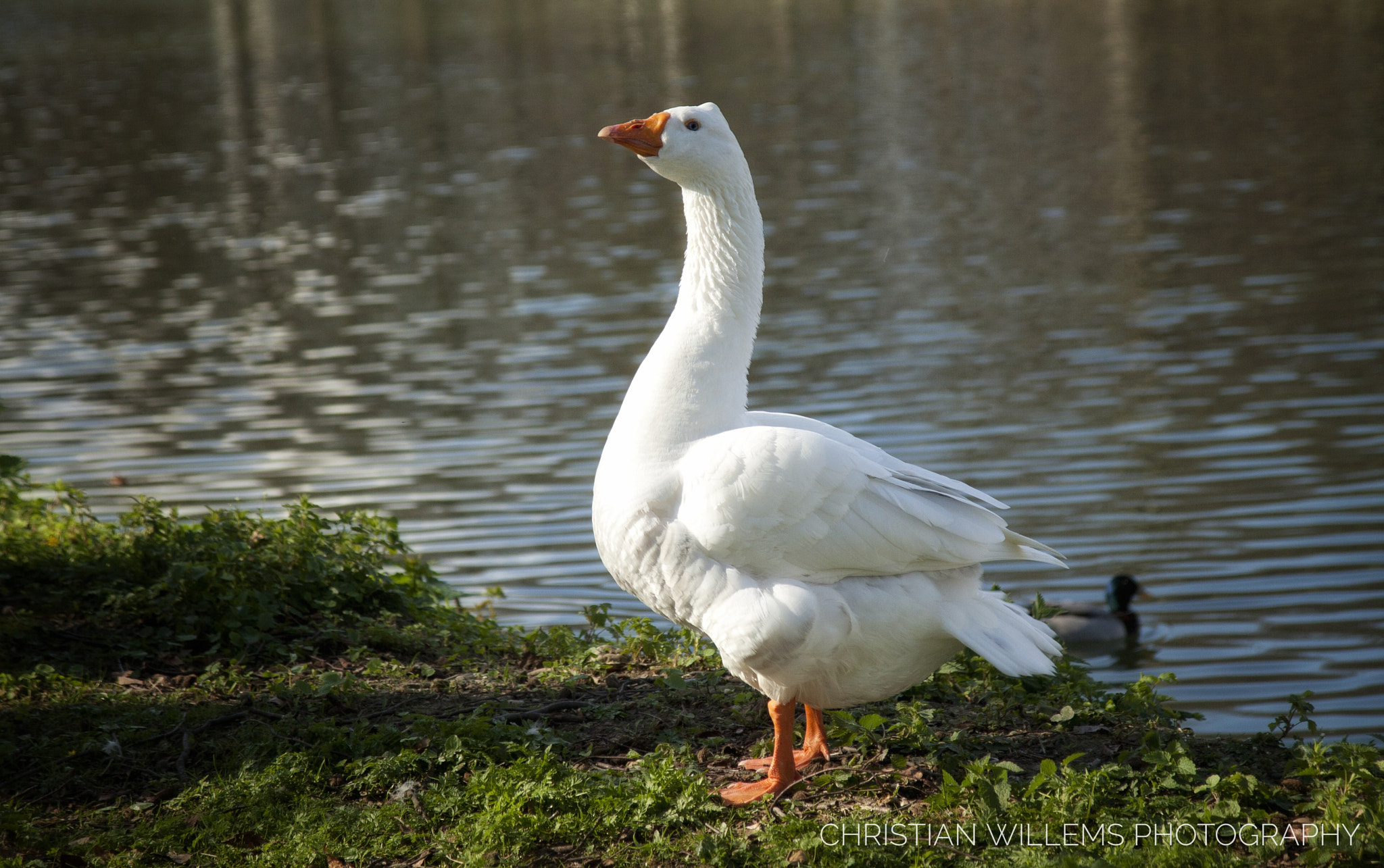 Canon EOS 50D + Canon EF-S 17-55mm F2.8 IS USM sample photo. Goose photography