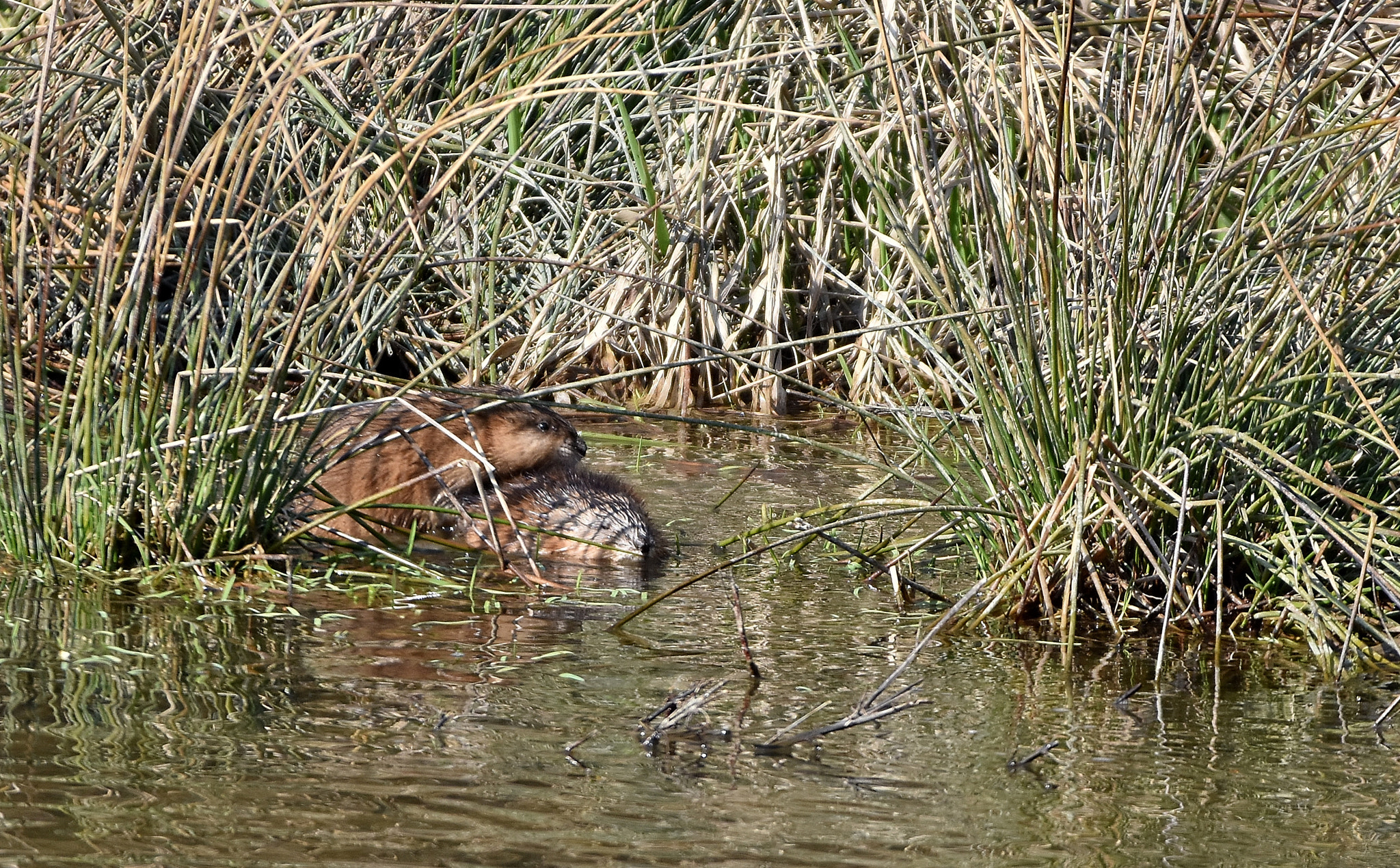 Nikon D7200 + Sigma 150-600mm F5-6.3 DG OS HSM | C sample photo. Common muscrat - ondatra zibethicus - pair photography