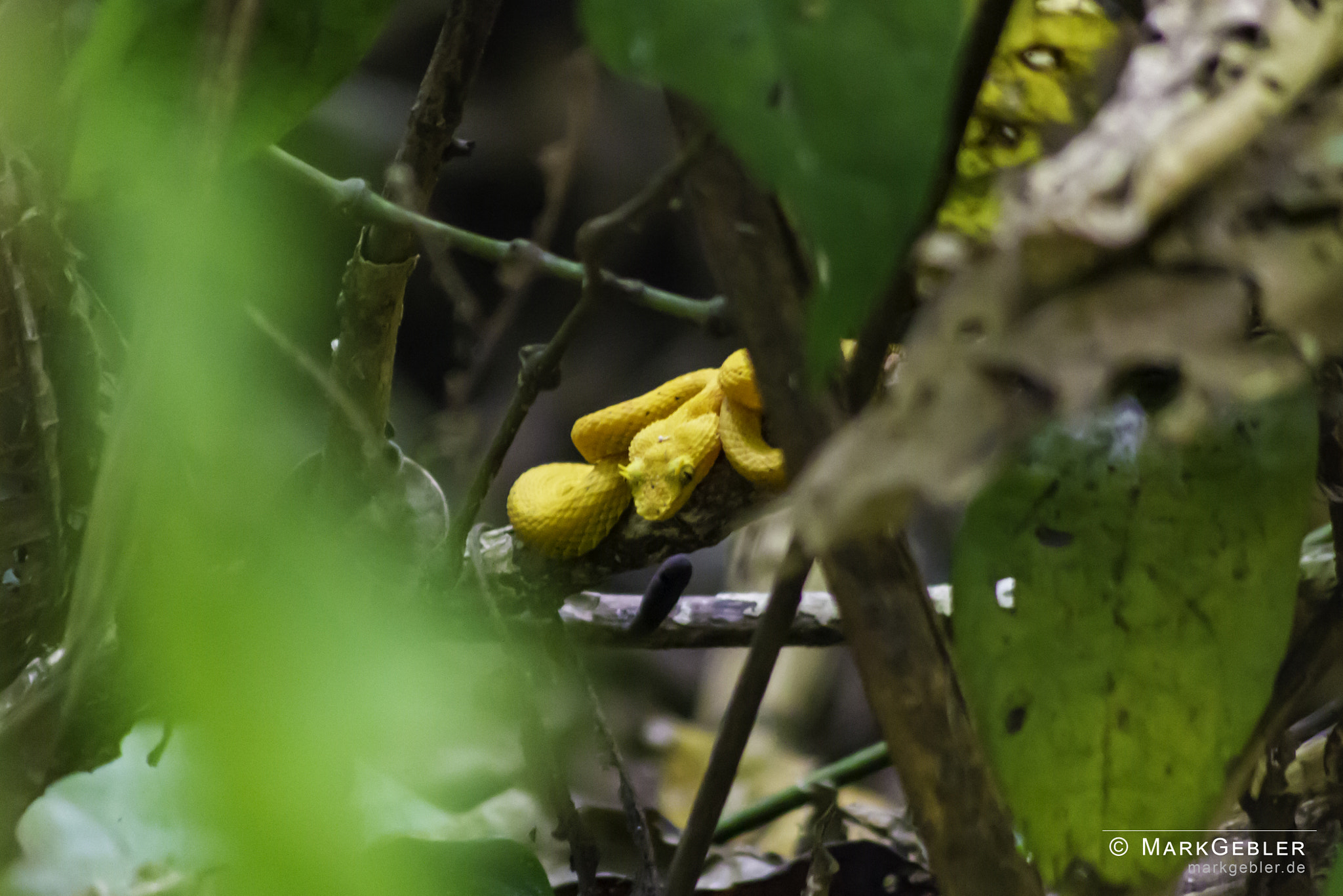 Sigma 70-300mm F4-5.6 APO DG Macro sample photo. Yellow snake looks to me - costa rica photography