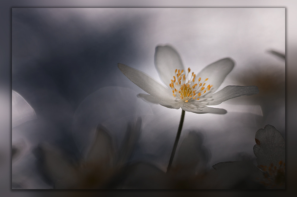 Nikon D300 + Sigma 150mm F2.8 EX DG OS Macro HSM sample photo. Wood anemone photography