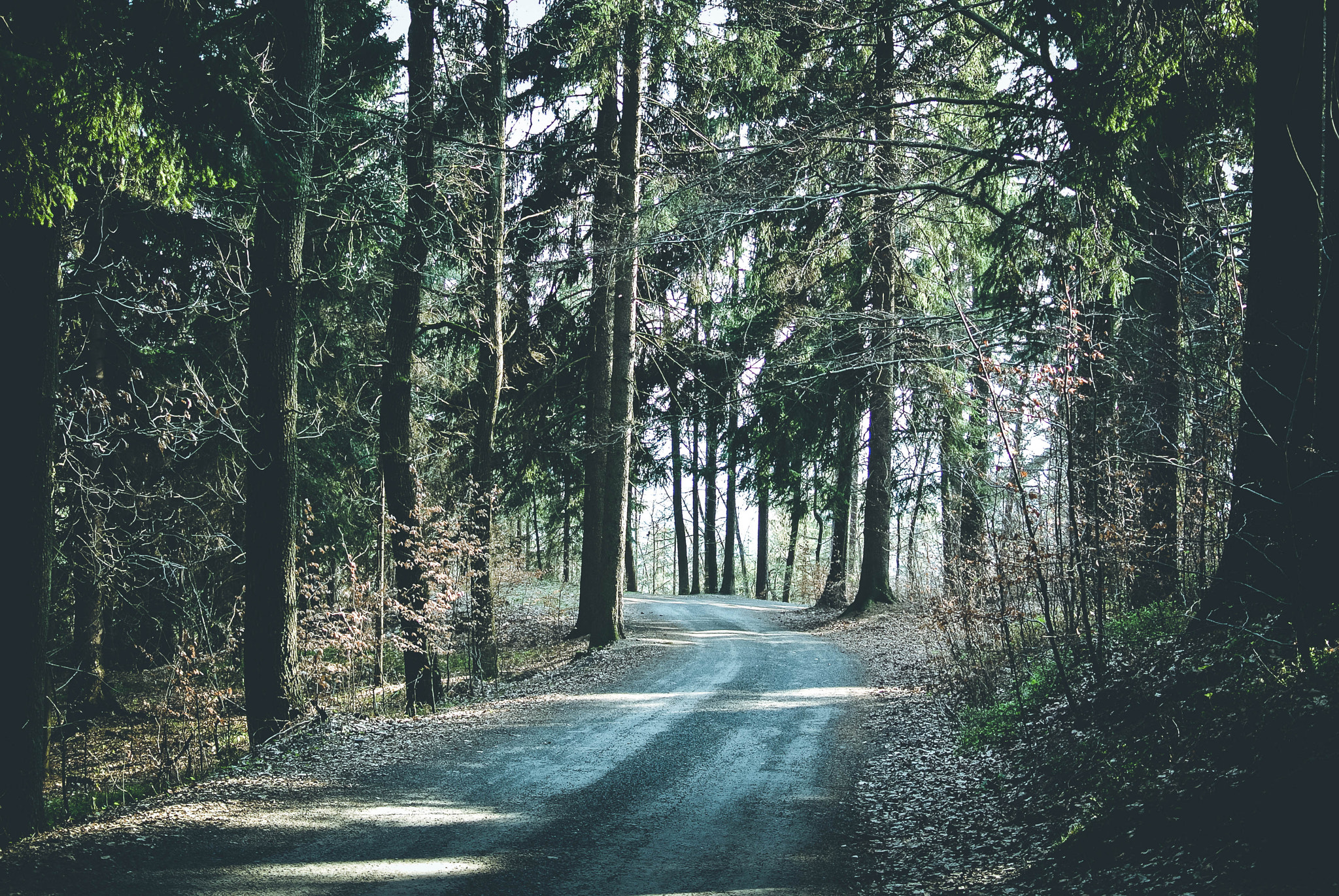 Nikon 1 Nikkor 18.5mm F1.8 sample photo. Forest photography