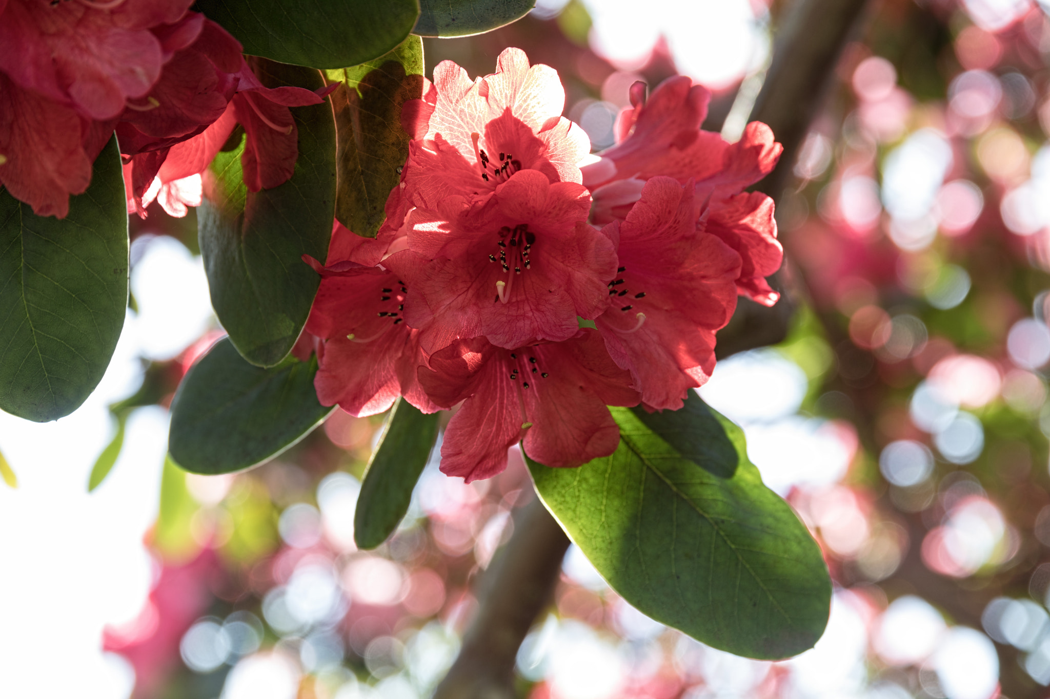 Canon EOS 5D Mark IV sample photo. Sunlit rhody photography