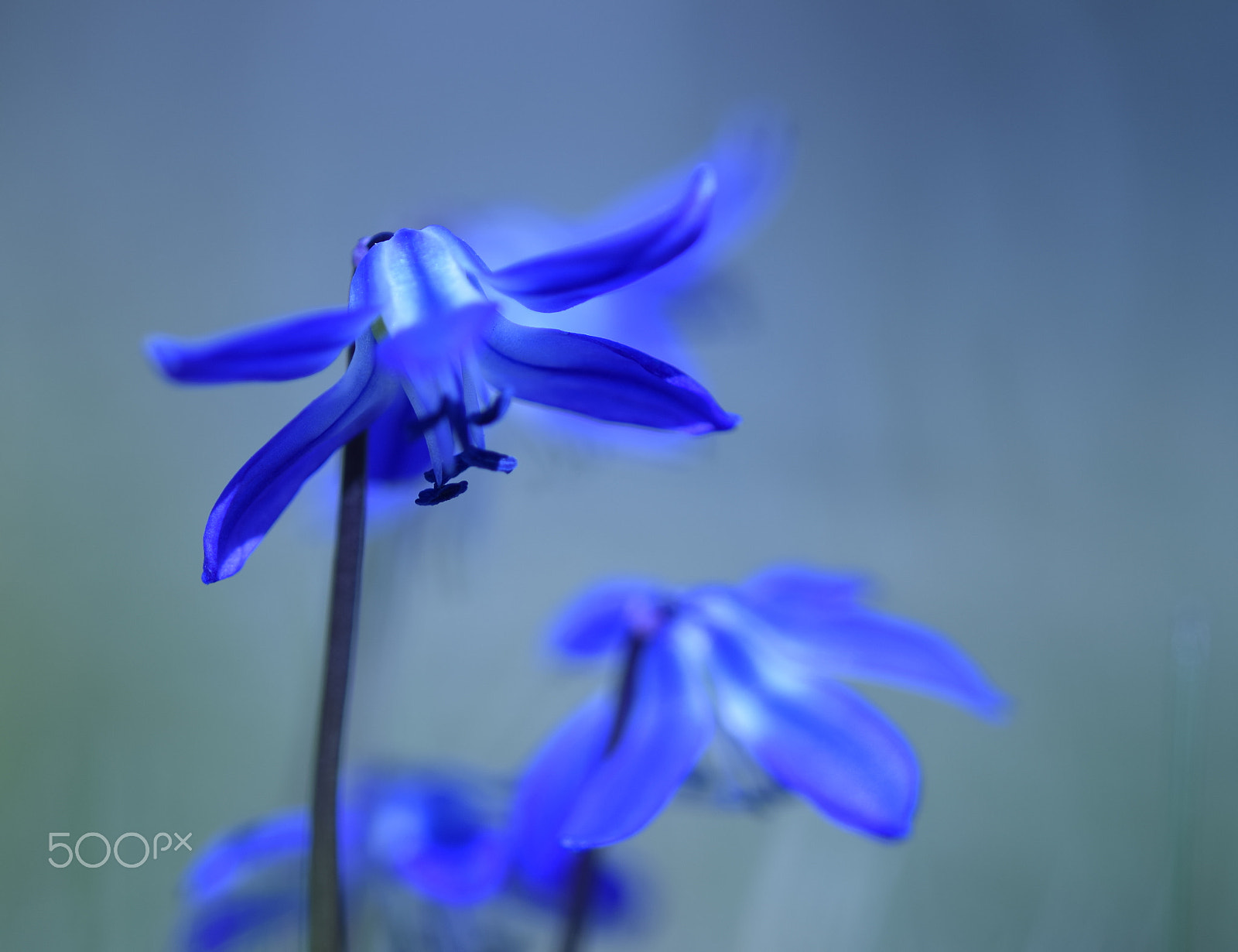 Sigma 105mm F2.8 EX DG OS HSM sample photo. Blue fairytale photography