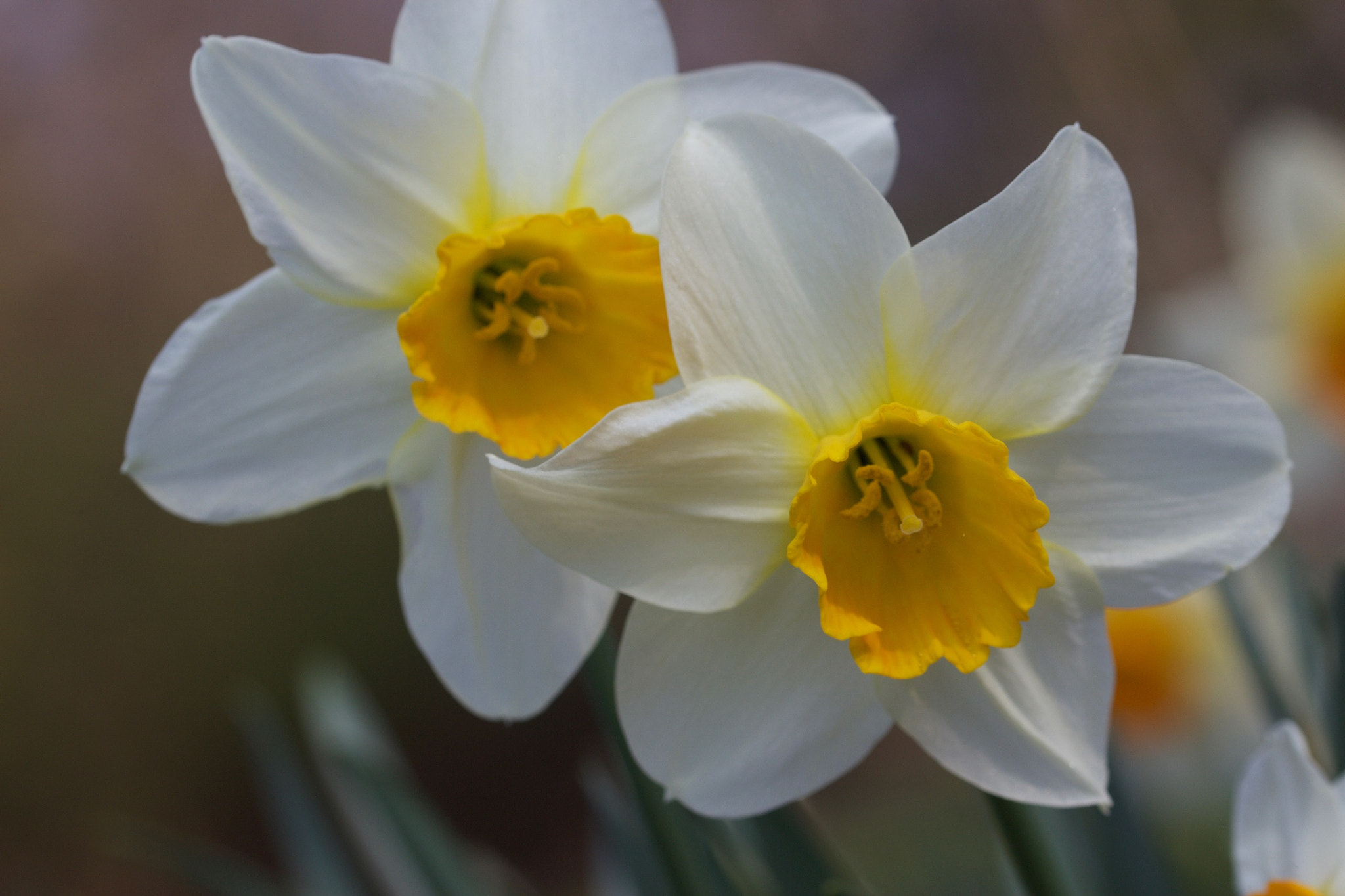 Canon EOS 650D (EOS Rebel T4i / EOS Kiss X6i) sample photo. Narcissus photography