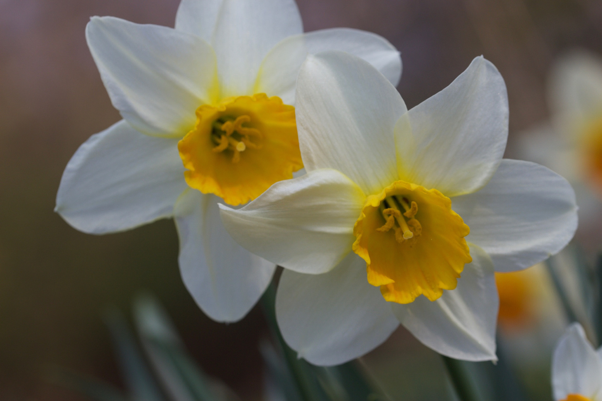 Canon EF 100mm F2.8L Macro IS USM sample photo. Narcissus photography