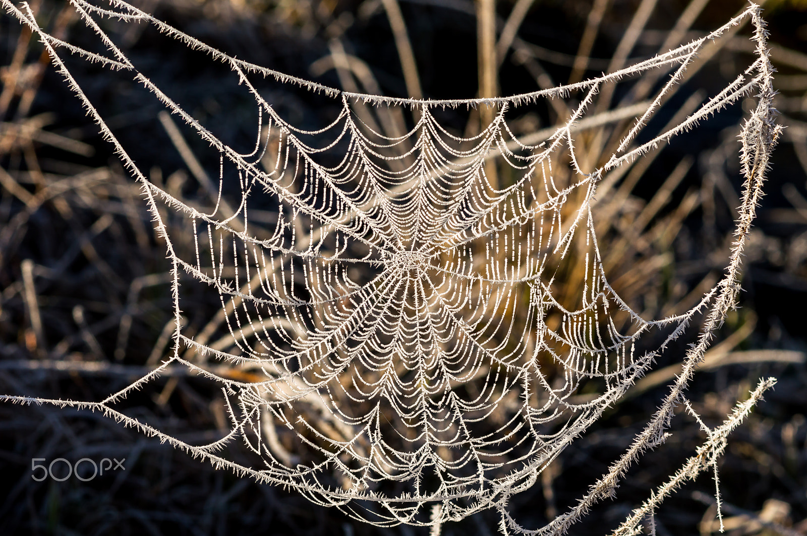 Nikon D3200 + Nikon AF-S Nikkor 85mm F1.8G sample photo. Frozen cobweb photography